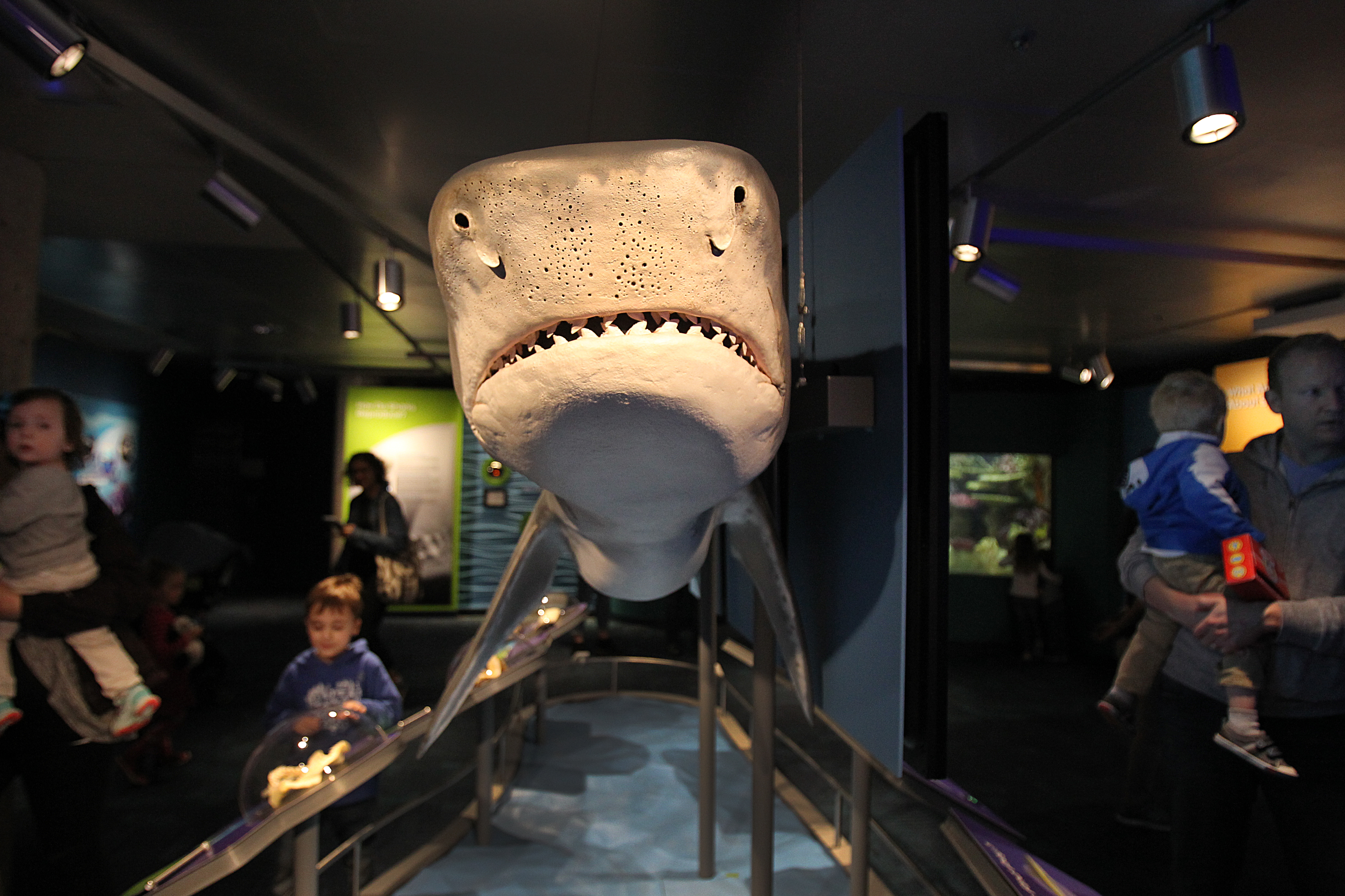 A giant replica of a shark in the new exhibit at the New England Aquarium.