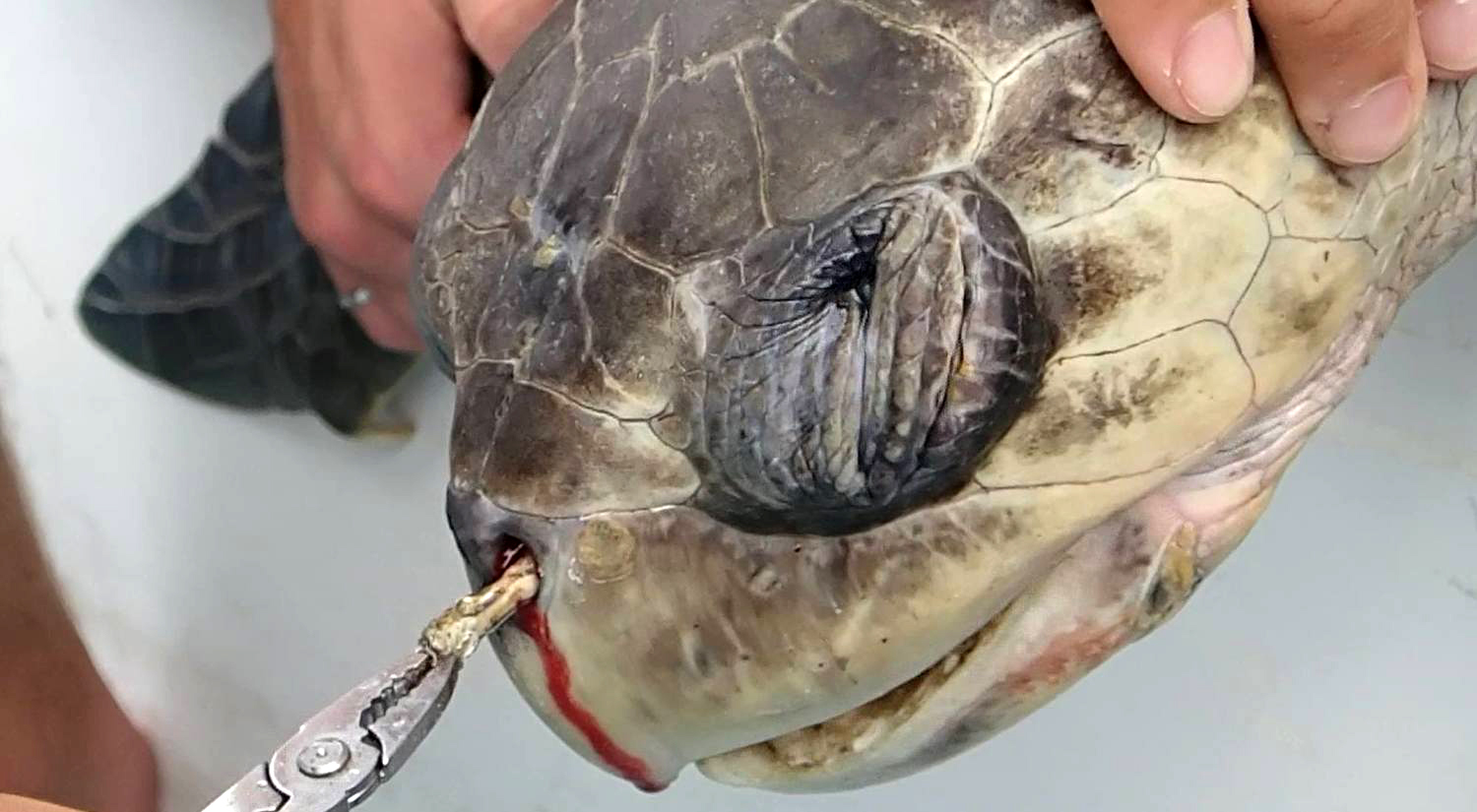 Researchers found this sea turtle with a plastic straw lodged in its nose and throat.