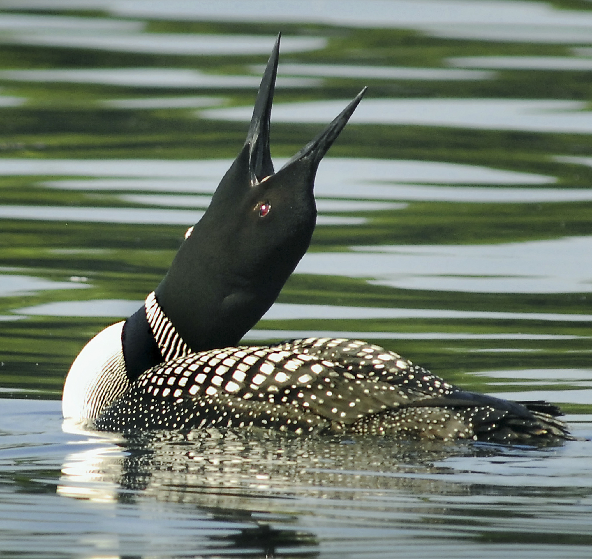 Loon on Squam Lake.