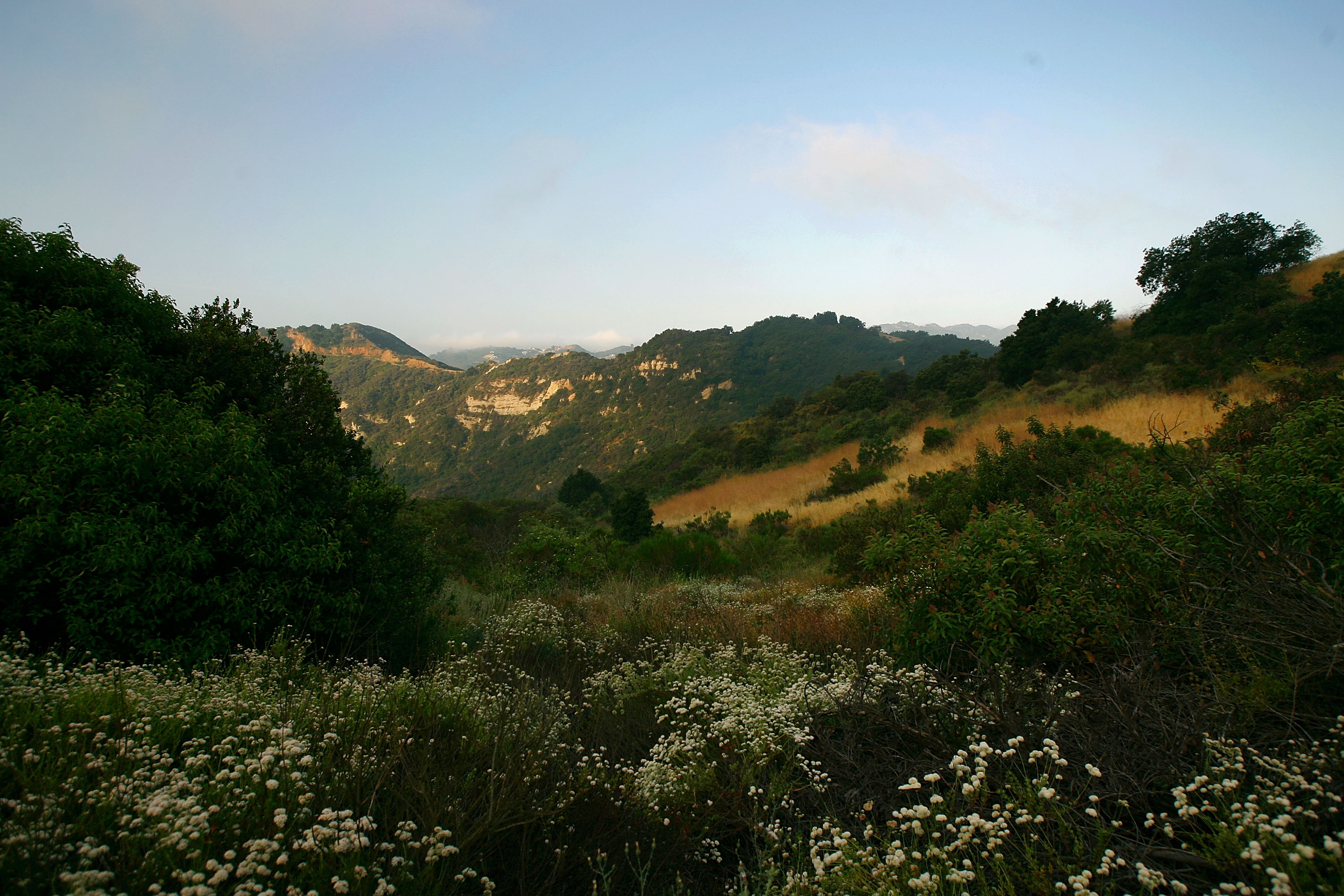 The hills above Santa Ynez Canyon beckon in Topanga State Park.