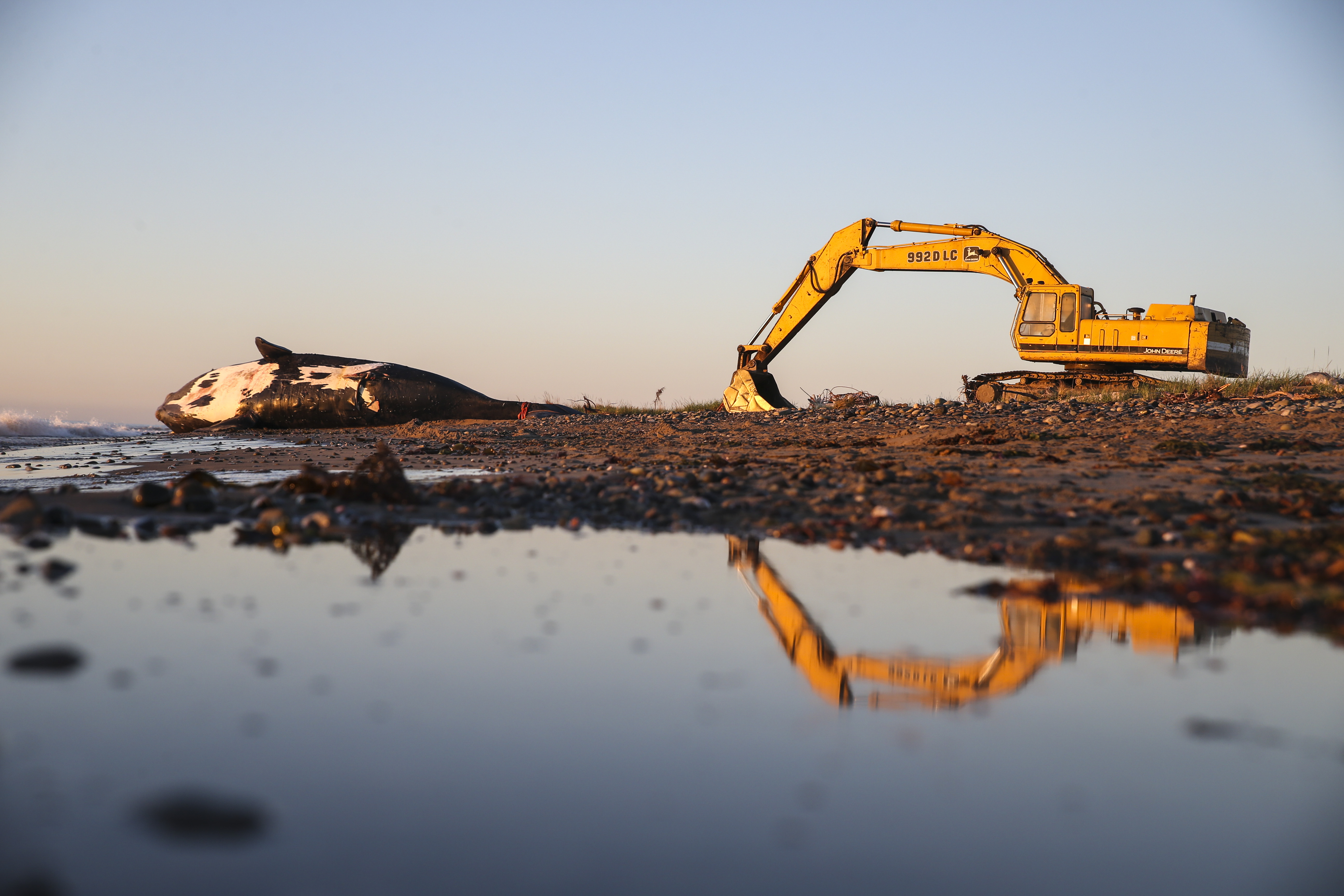 An excavator was used in the necropsy performed on the 9-year-old male right whale that was towed to rest on a beach on Miscou Island.