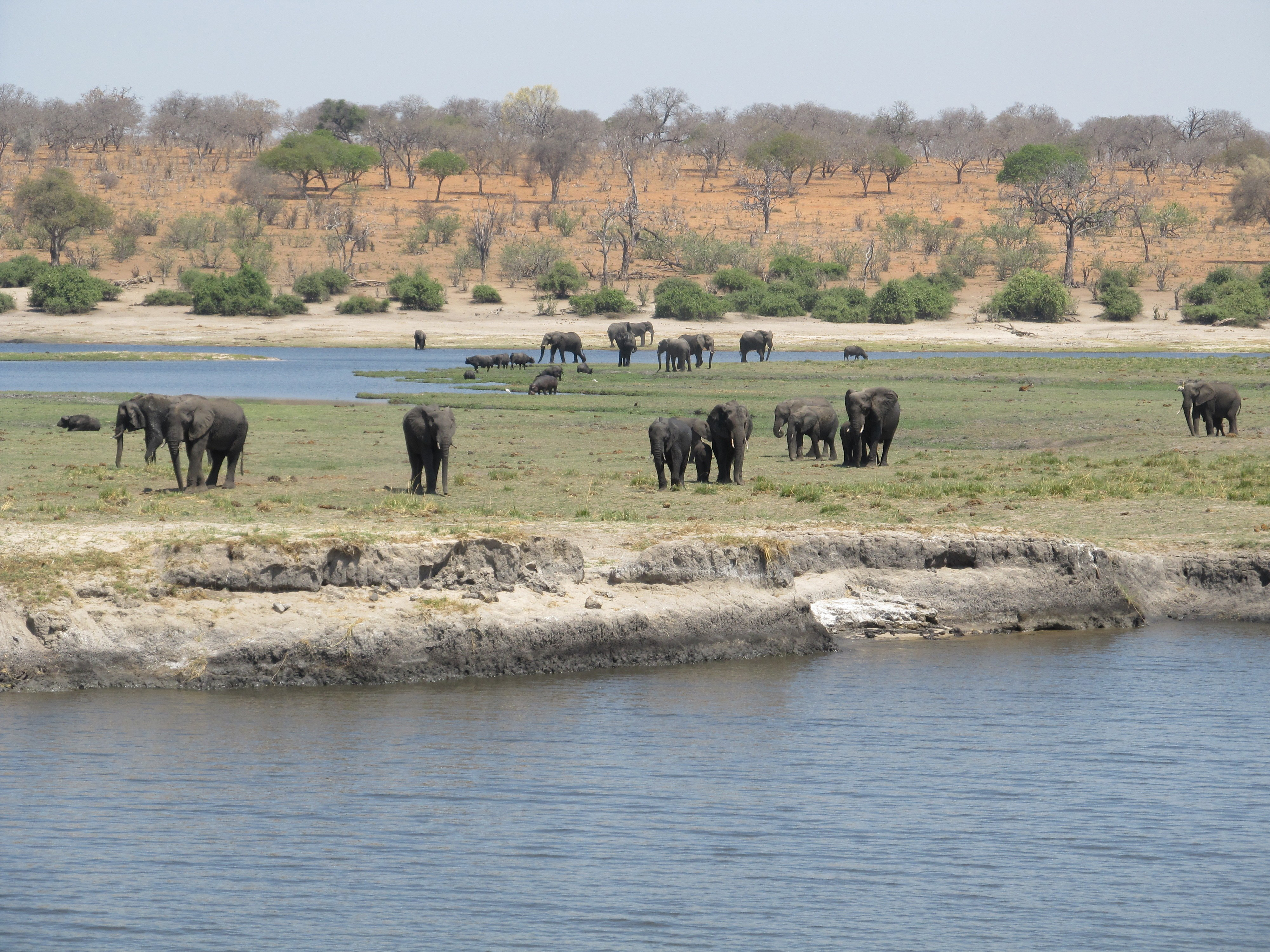 From the Zambezi Queen’s top deck, passengers can see near and far — and enjoy feeling ignored by wildlife.