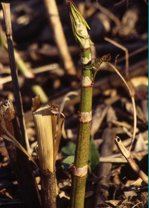 Japanese knotweed.