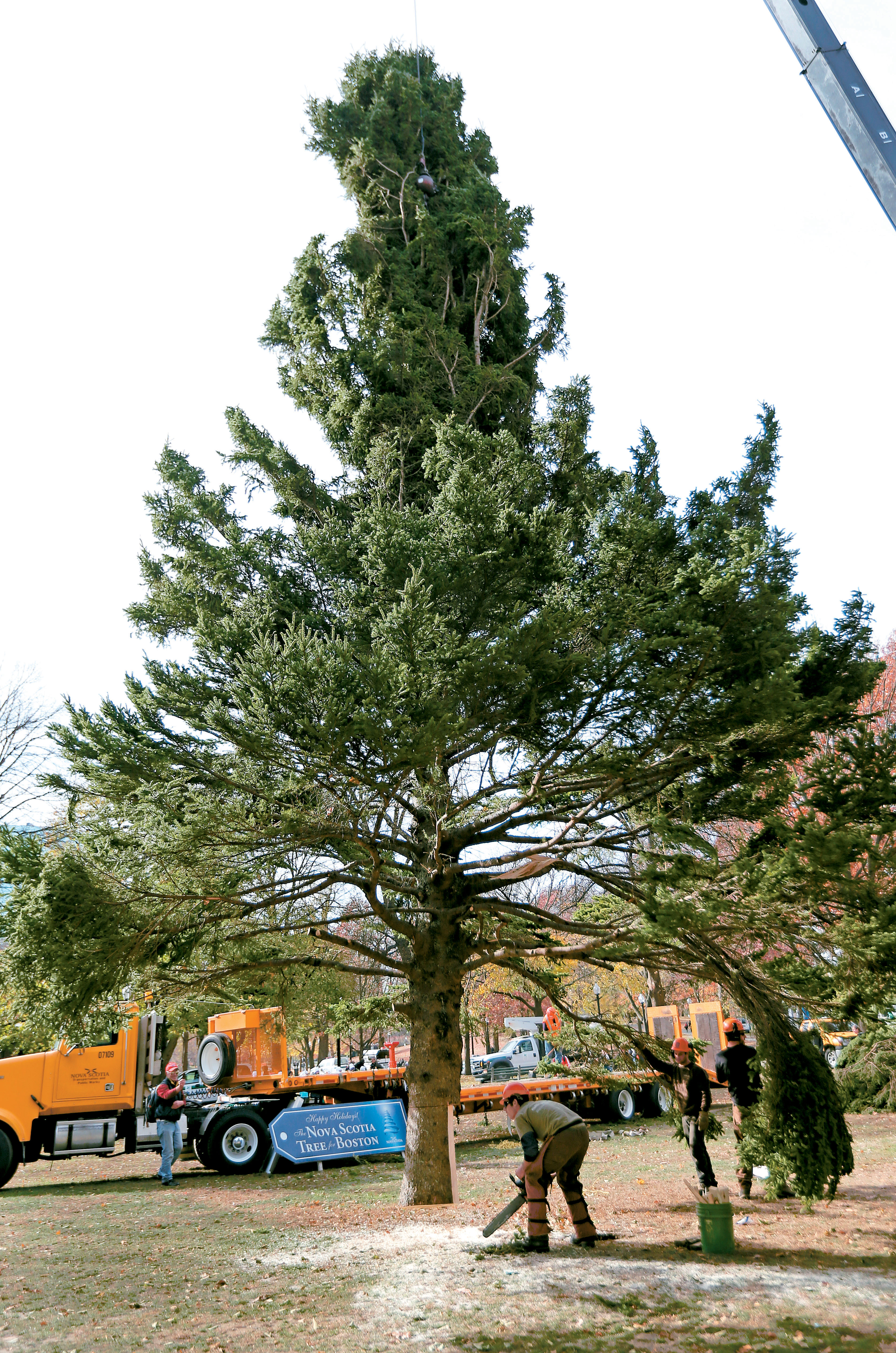 Boston's official Christmas Tree arrived on Boston Common from Nova Scotia on Nov. 15.