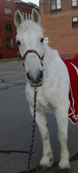 Freddie, seen in action for the Boston Carriage Co., was a friendly and gentle fixture at weddings and children’s parties.