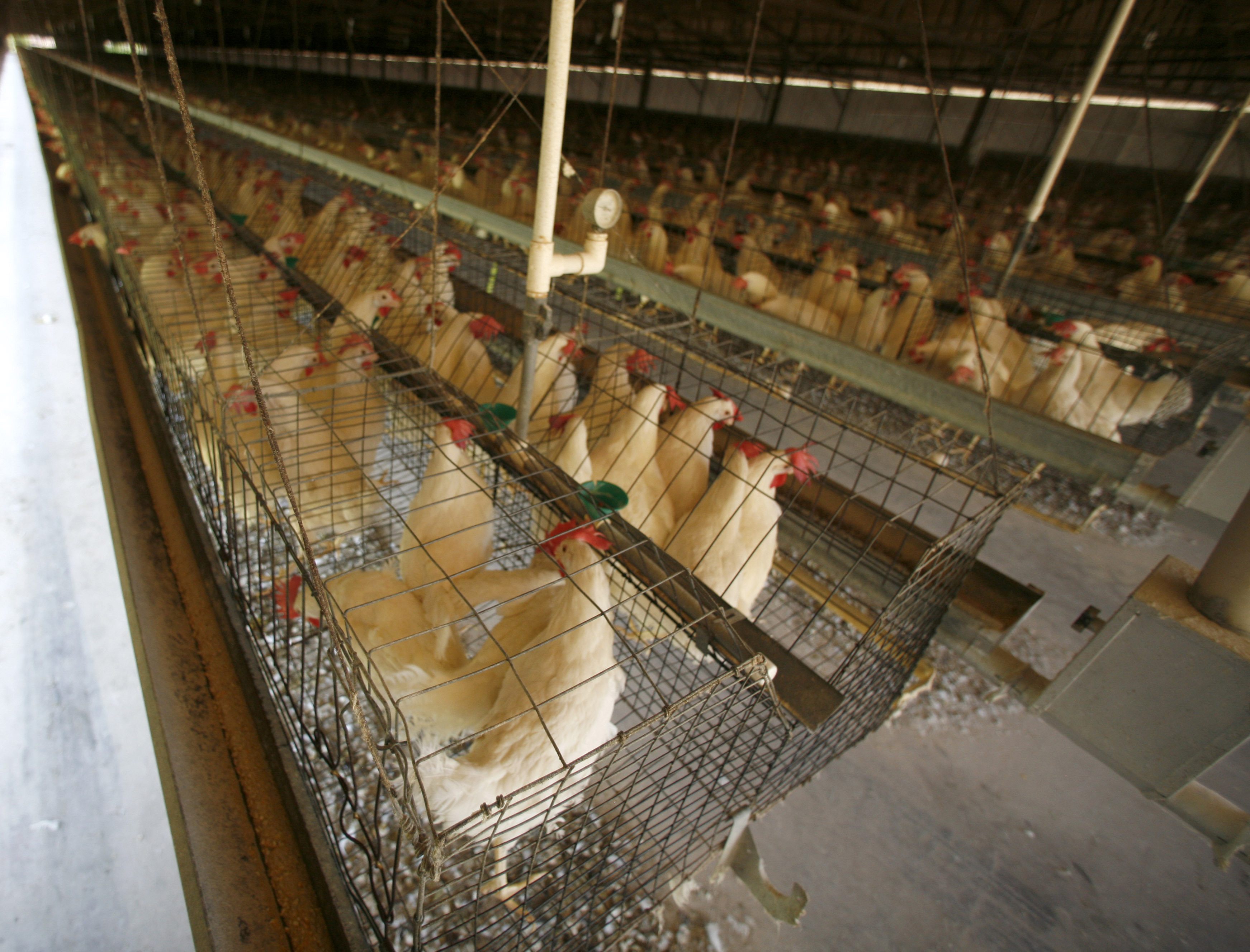 Hens at many egg farms live in tight quarters.
