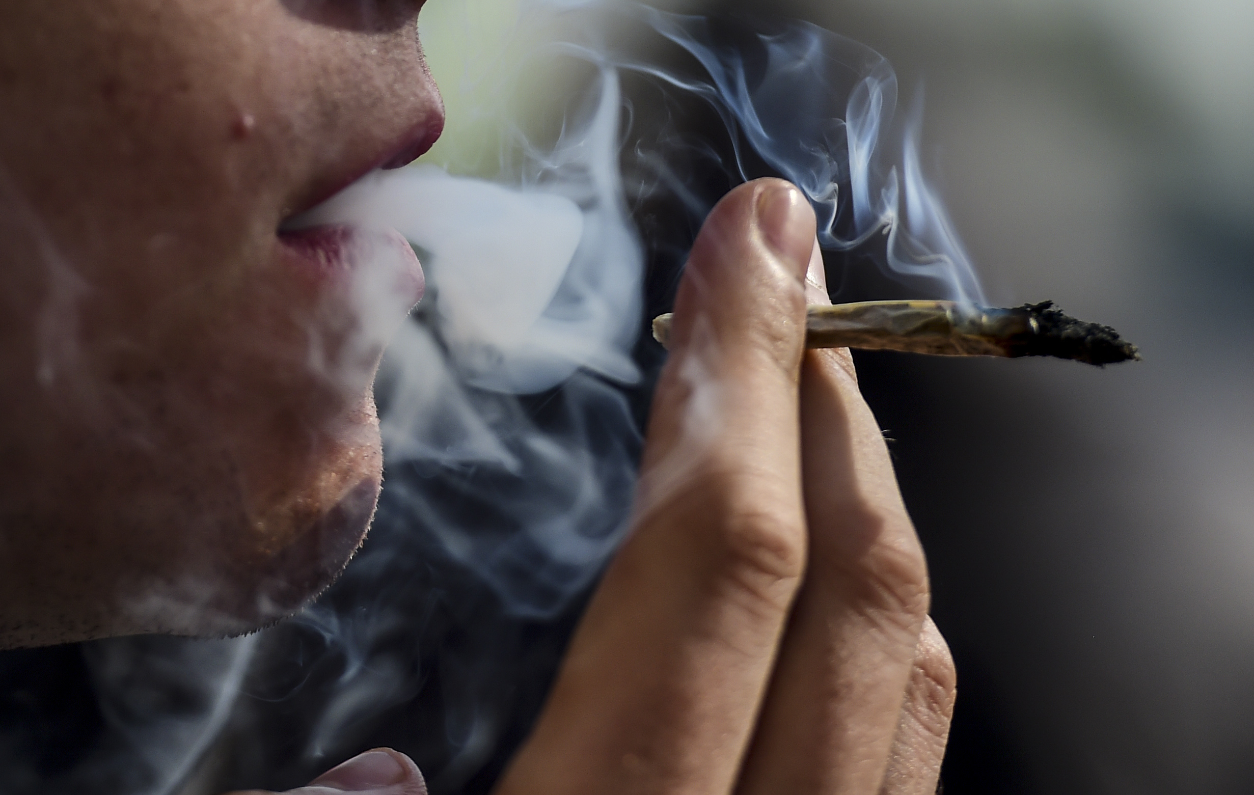where can i buy organic tobacco Premium Whole Leaf Tobacco