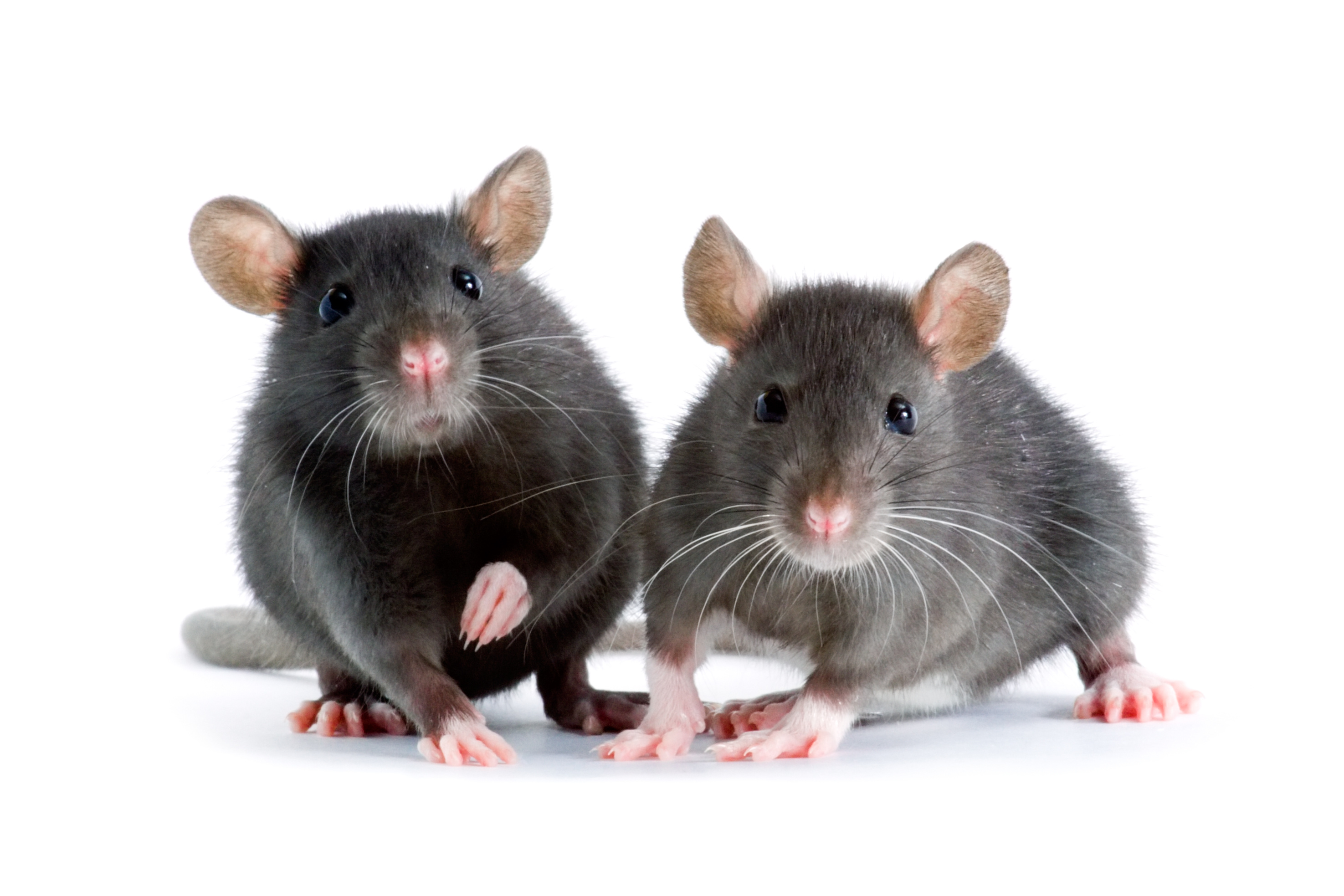 Rats are everywhere; even on the White House lawn - The Boston Globe