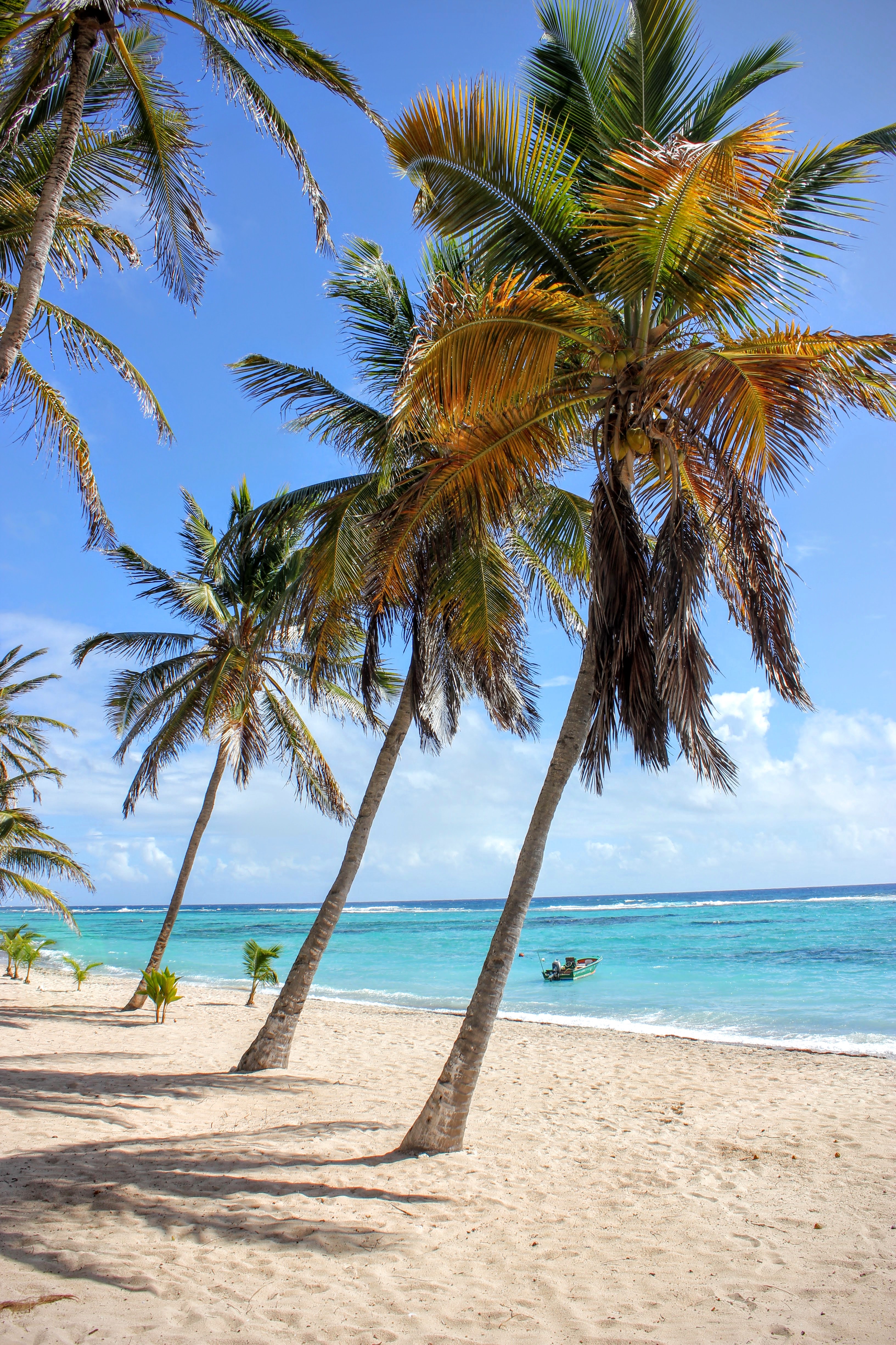Palm trees on Anse du Mancenillier St. Francoise, Guadeloupe.