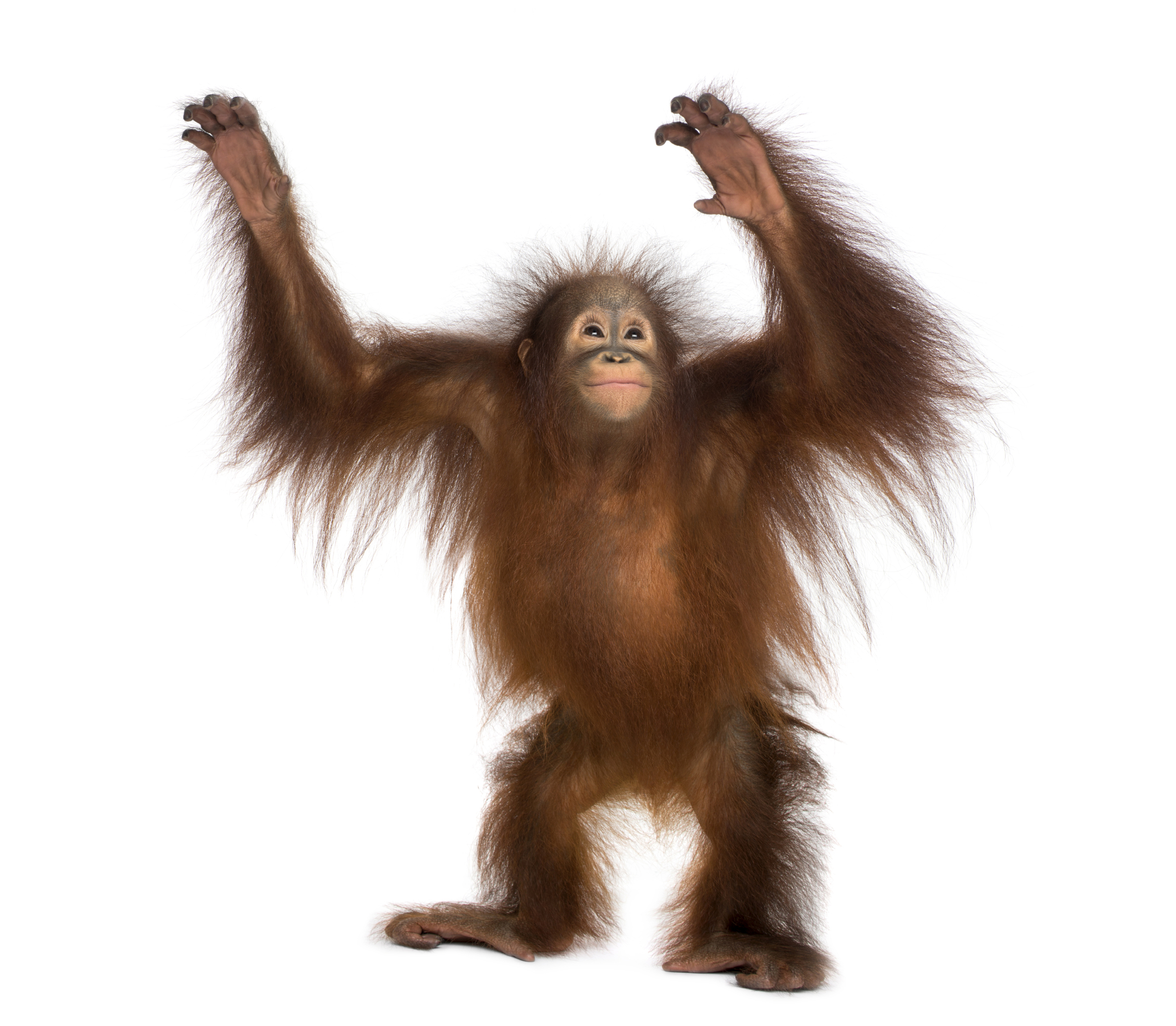 A young Bornean orangutan.