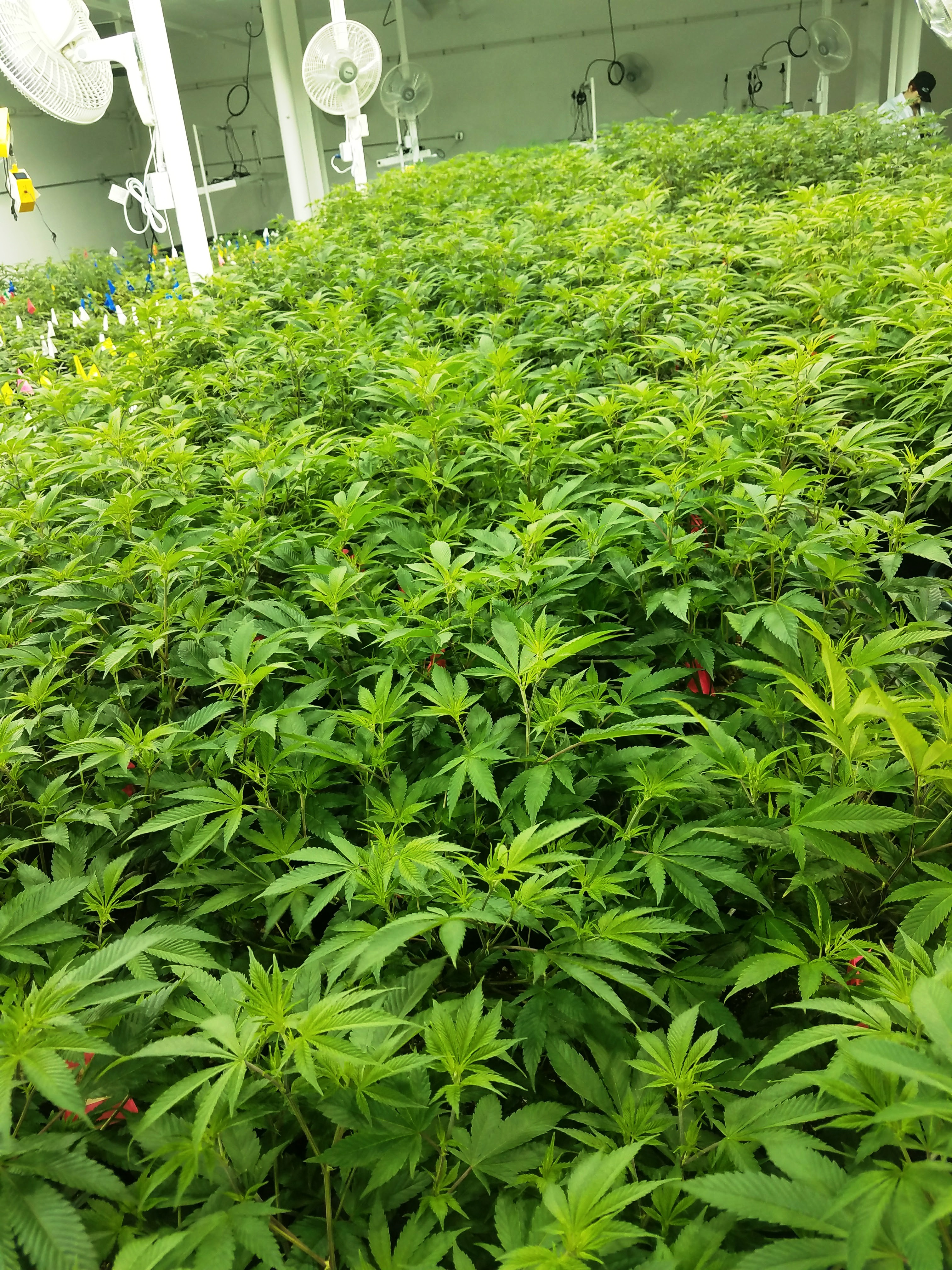 Medical marijuana grows at Healthy Pharms in Georgetown.