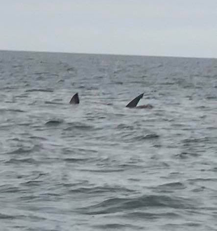 Scott Kelly said he looked up and saw the giant tail of a great white shark, right before it attacked a seal near his boat.