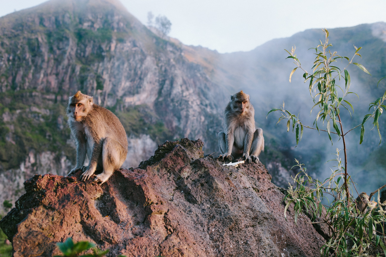 Monkeys at the top of Mount Batur.