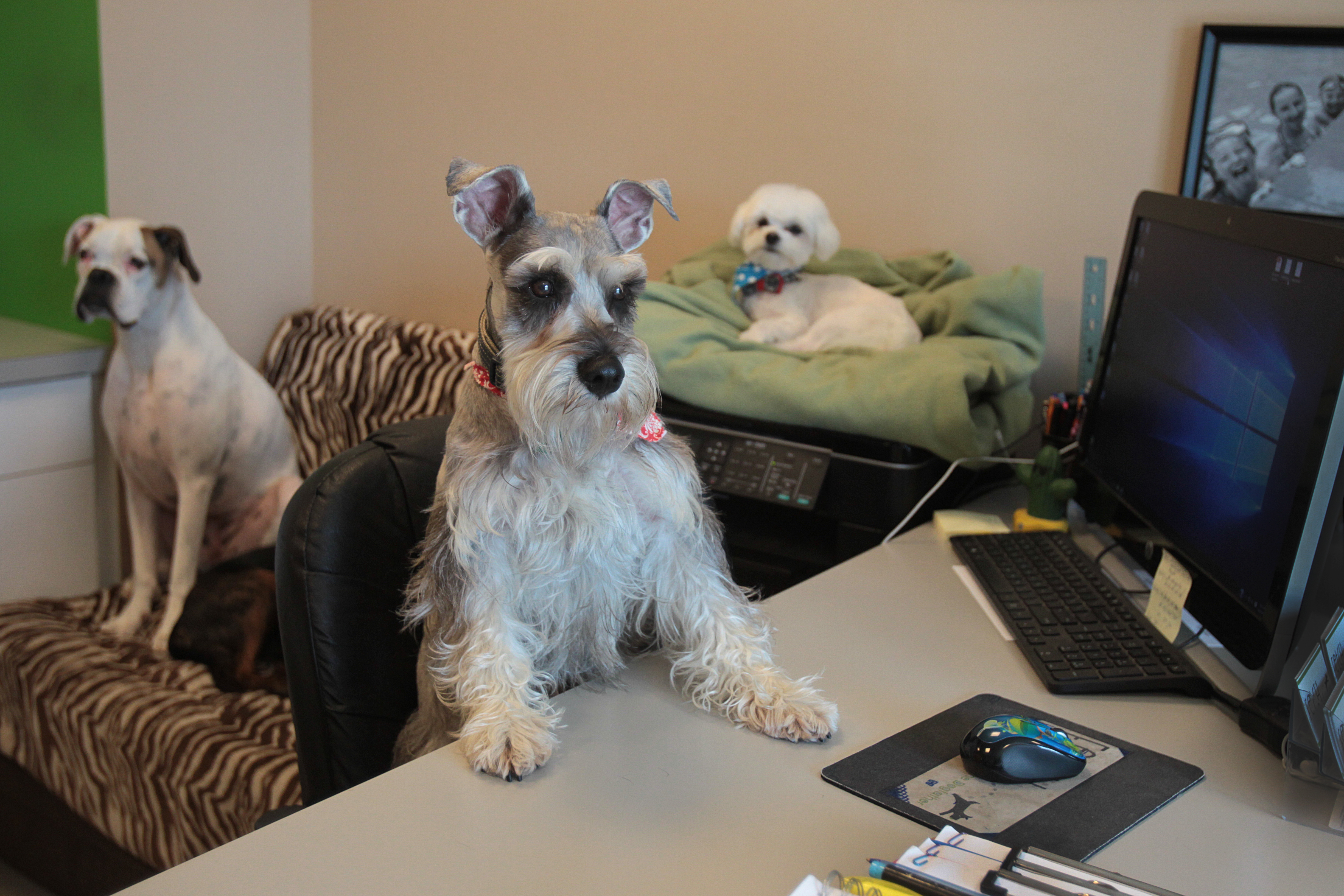 The in-house doggie day care is called Fetch by the Dogfather. Rents start at around $2,000 for a 1-bedroom apartment.