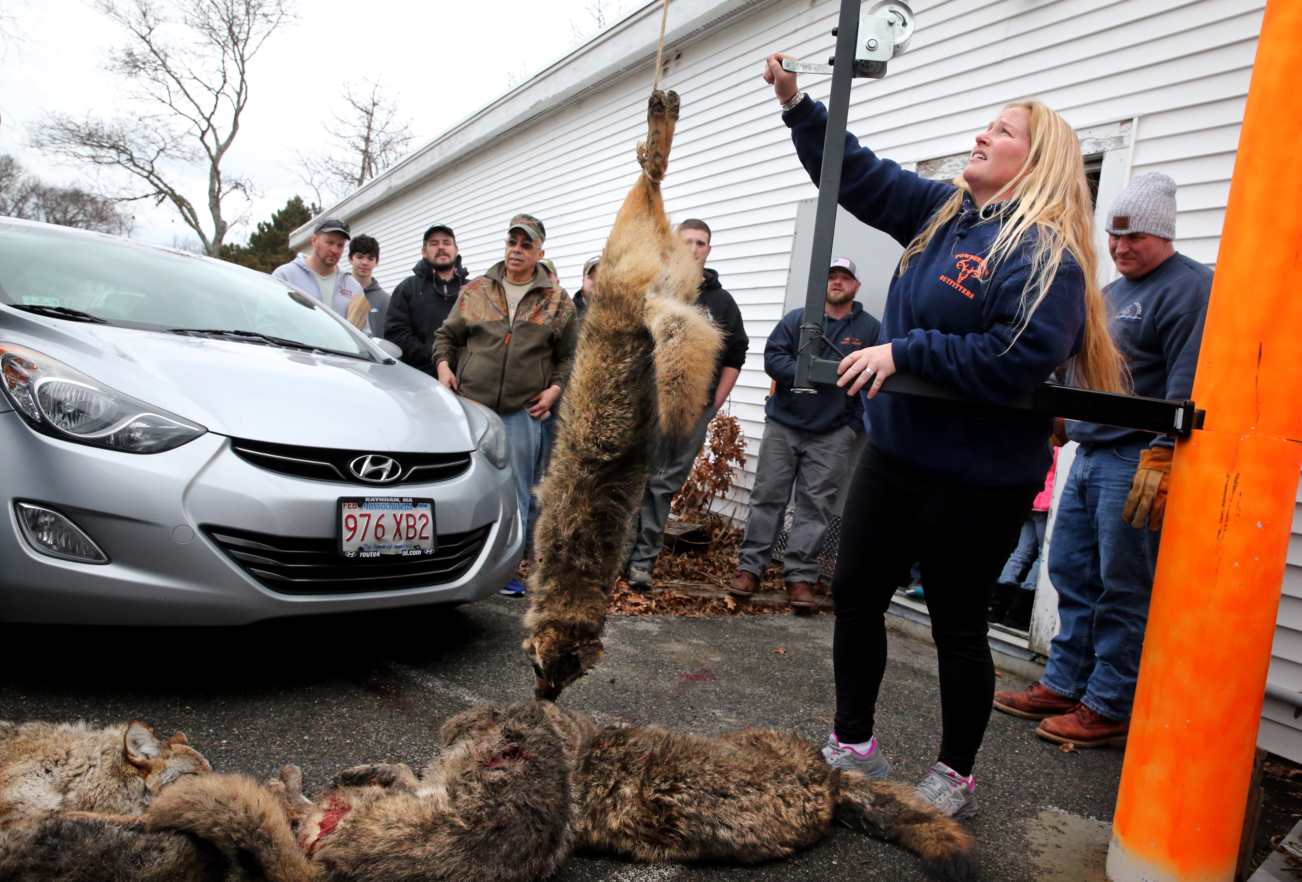 Elise Costa of Powderhorn Outfitters weighed coyotes outside the shop in Hyannis on Saturday.
