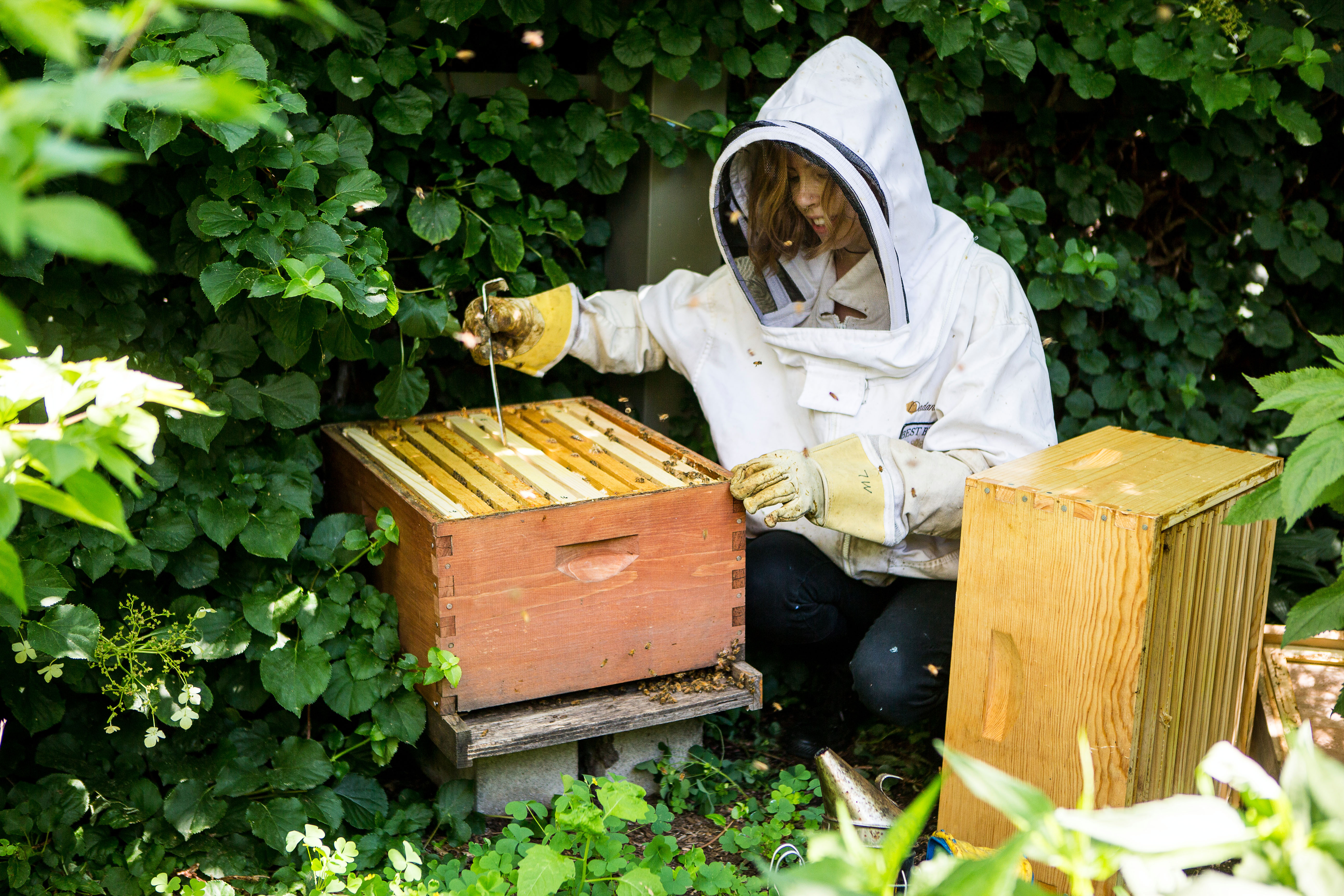 Paige Mulhern of The Best Bees Company tends to a langstroth hive in the backyard of Linda Griffith’s home in Cambridge.