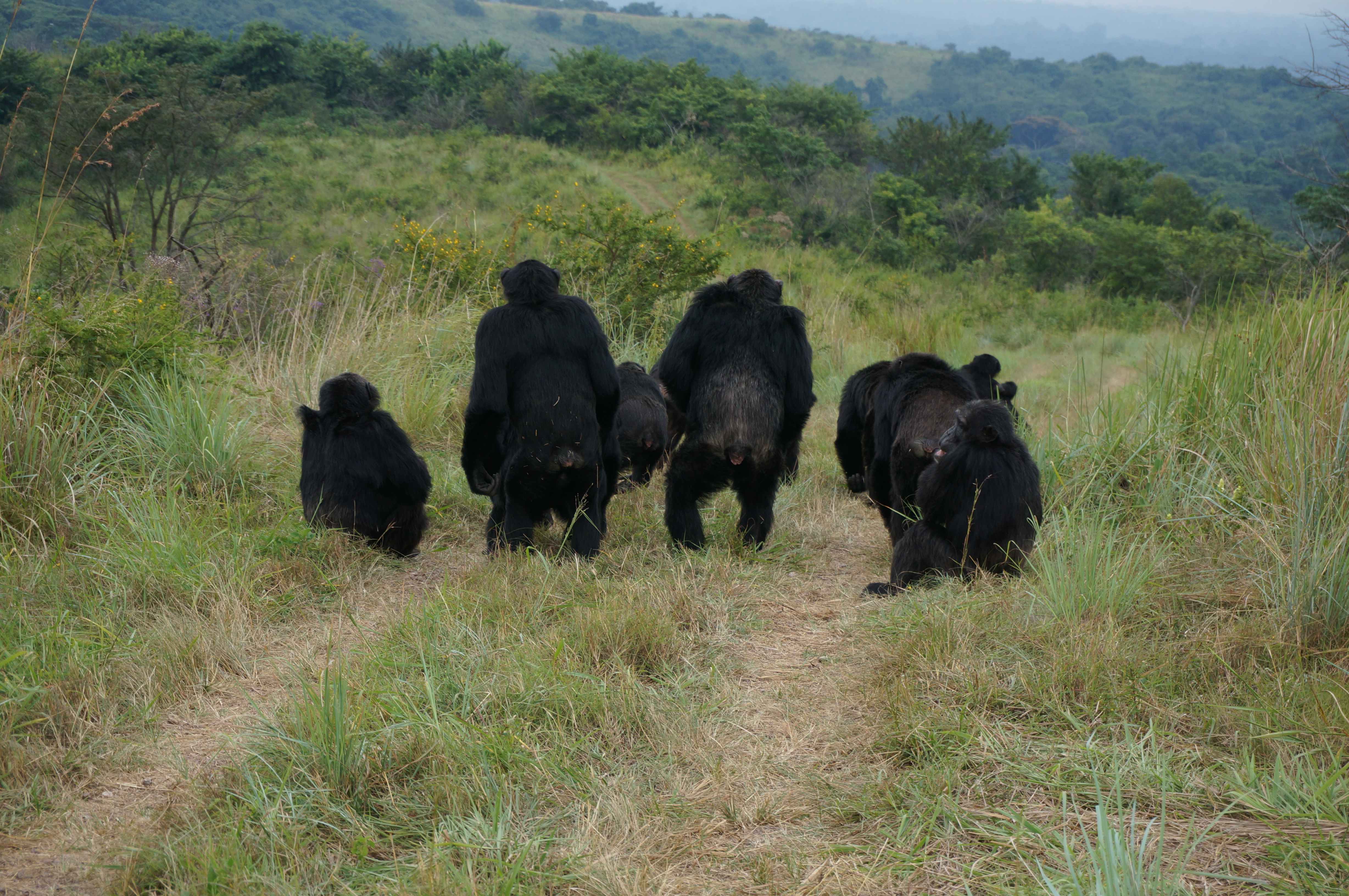 Adult males from the Ngogo community in Uganda, studied since 1995, listening to vocalizations from distant members of a rival community.
