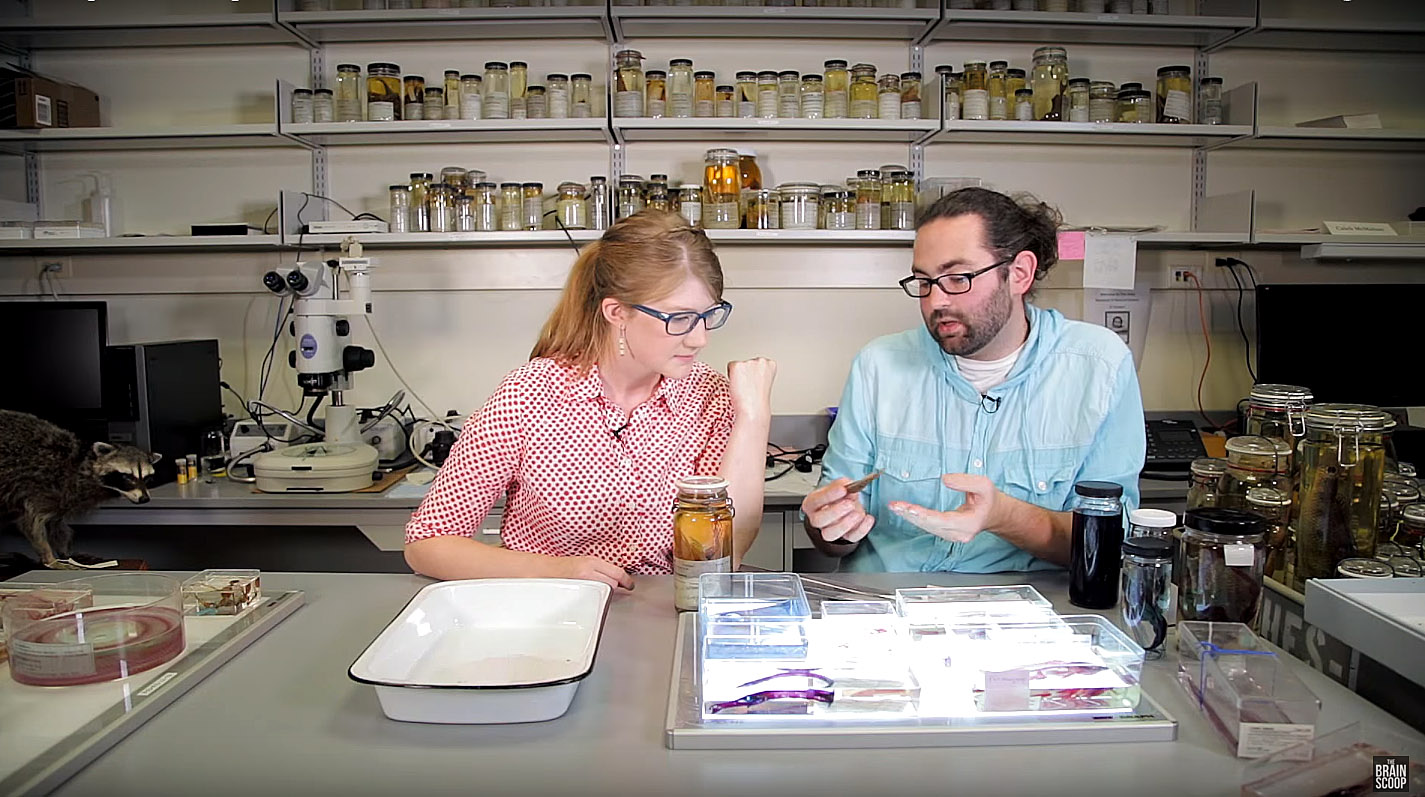Emily Graslie (left) talks with Dr. Caleb McMahan, an evolutionary biologist specializing in studying neotropical fish, in The Brain Scoop’s “Clearing and Staining Fishes” program, which highlights a specimen preparation process also known as diaphonization.