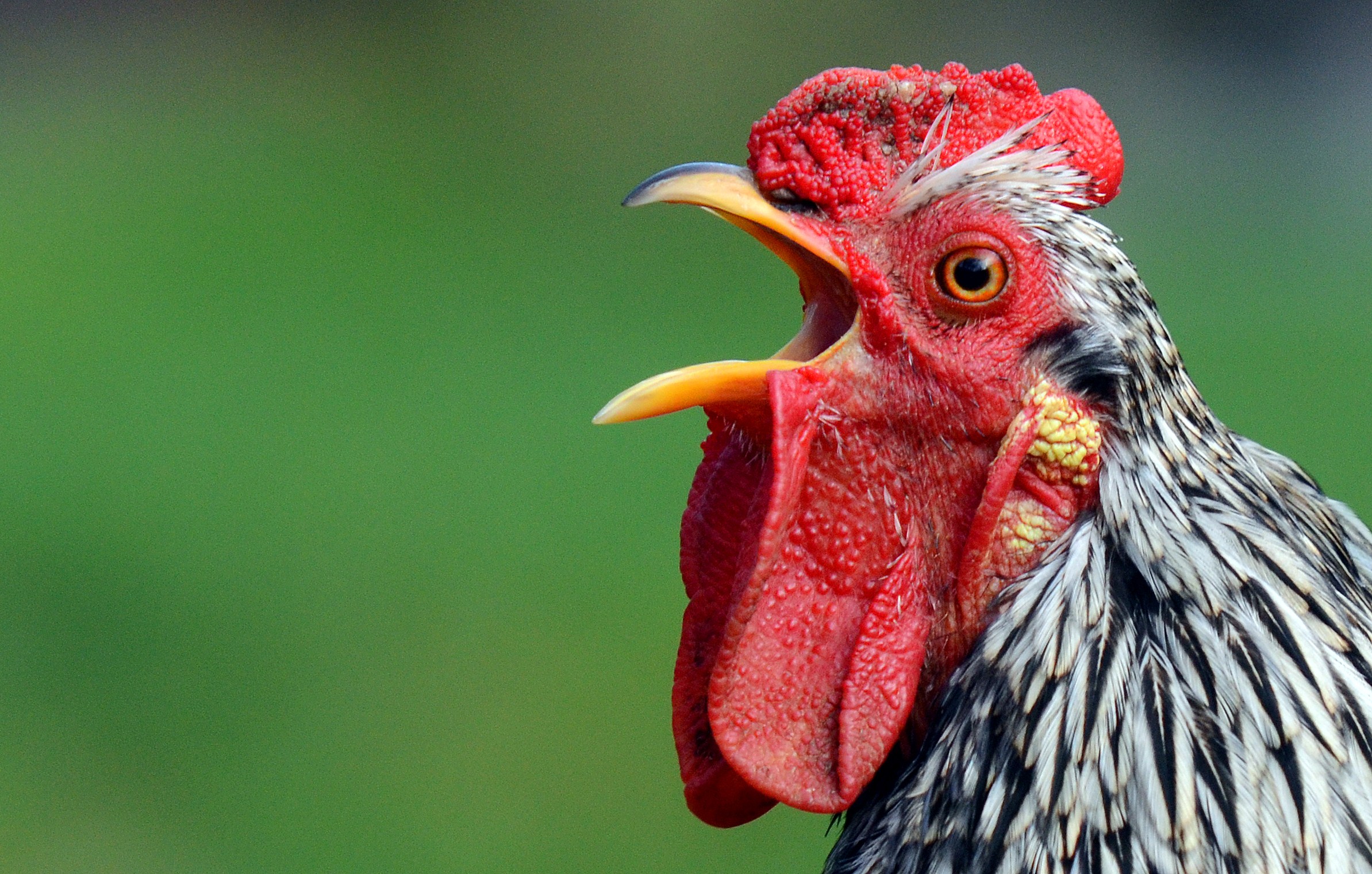 Researchers are documenting surprisingly complex behaviors in all sorts of creatures, from chickens to fish.