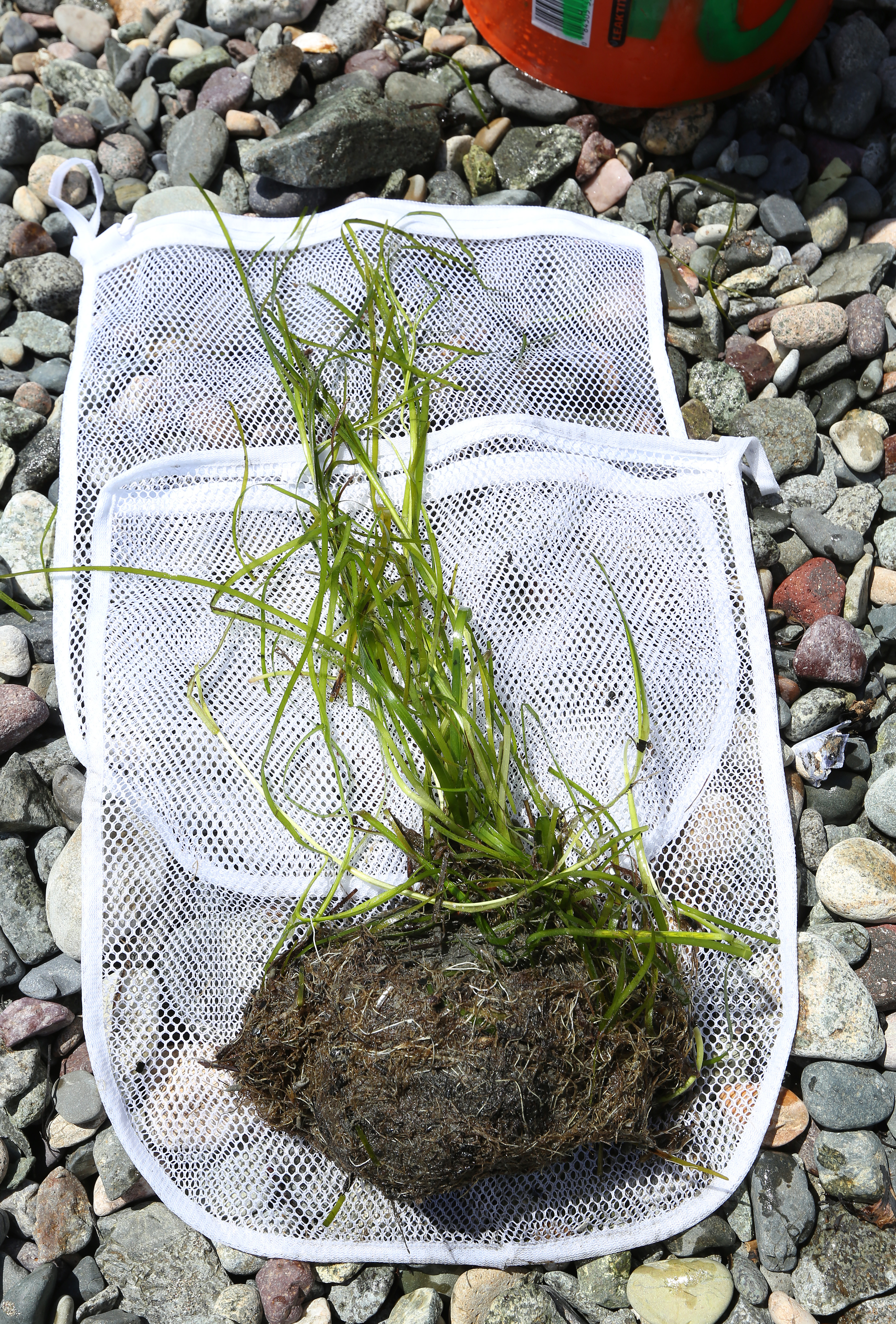 A biomass core sample of sediment collected in Nahant.