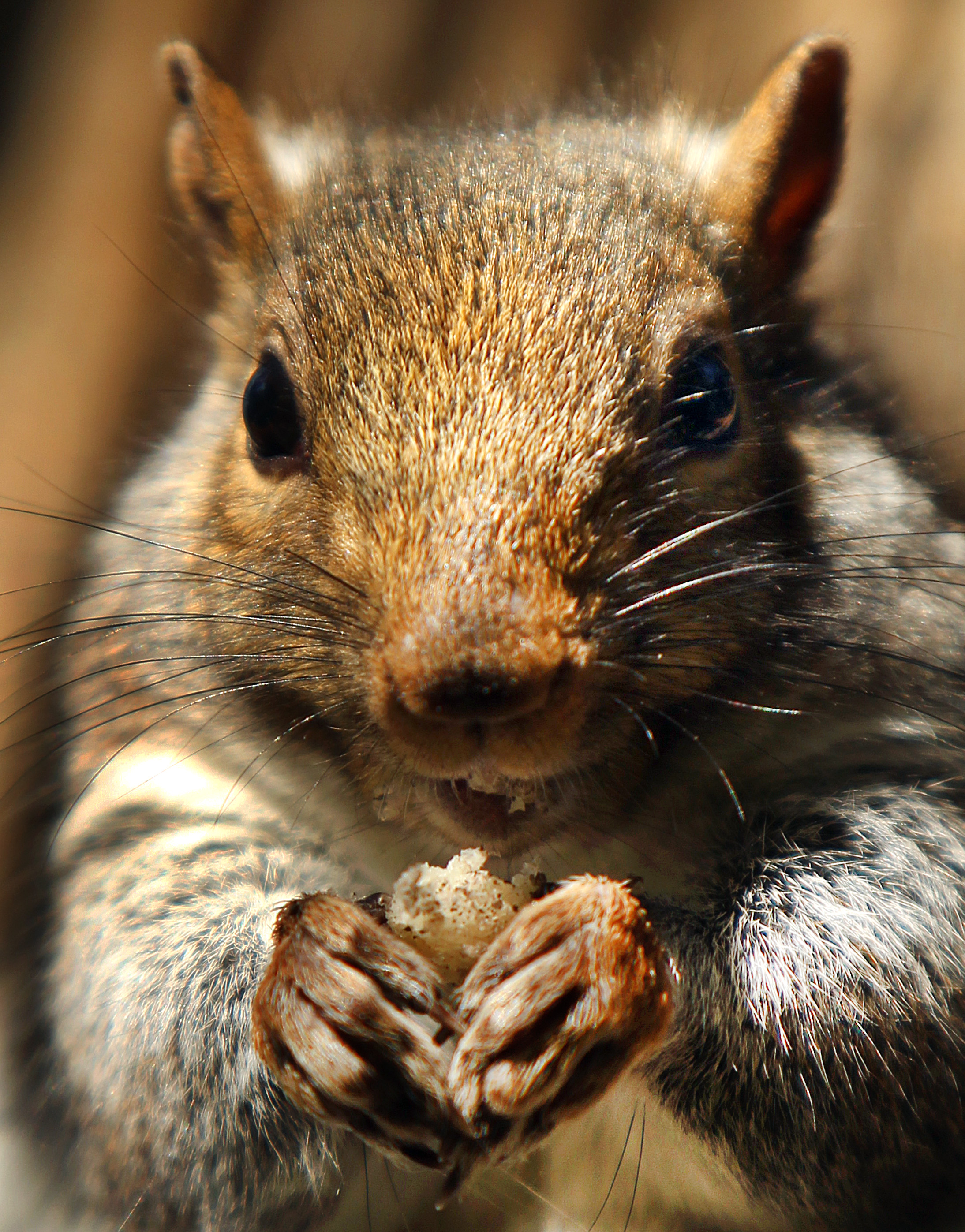 Squirrels and other animals may have to scrounge for other means of sustenance this fall and winter. ‘‘I’mnot sure when we last had so fewacorns in our region,’’ a scientist said.