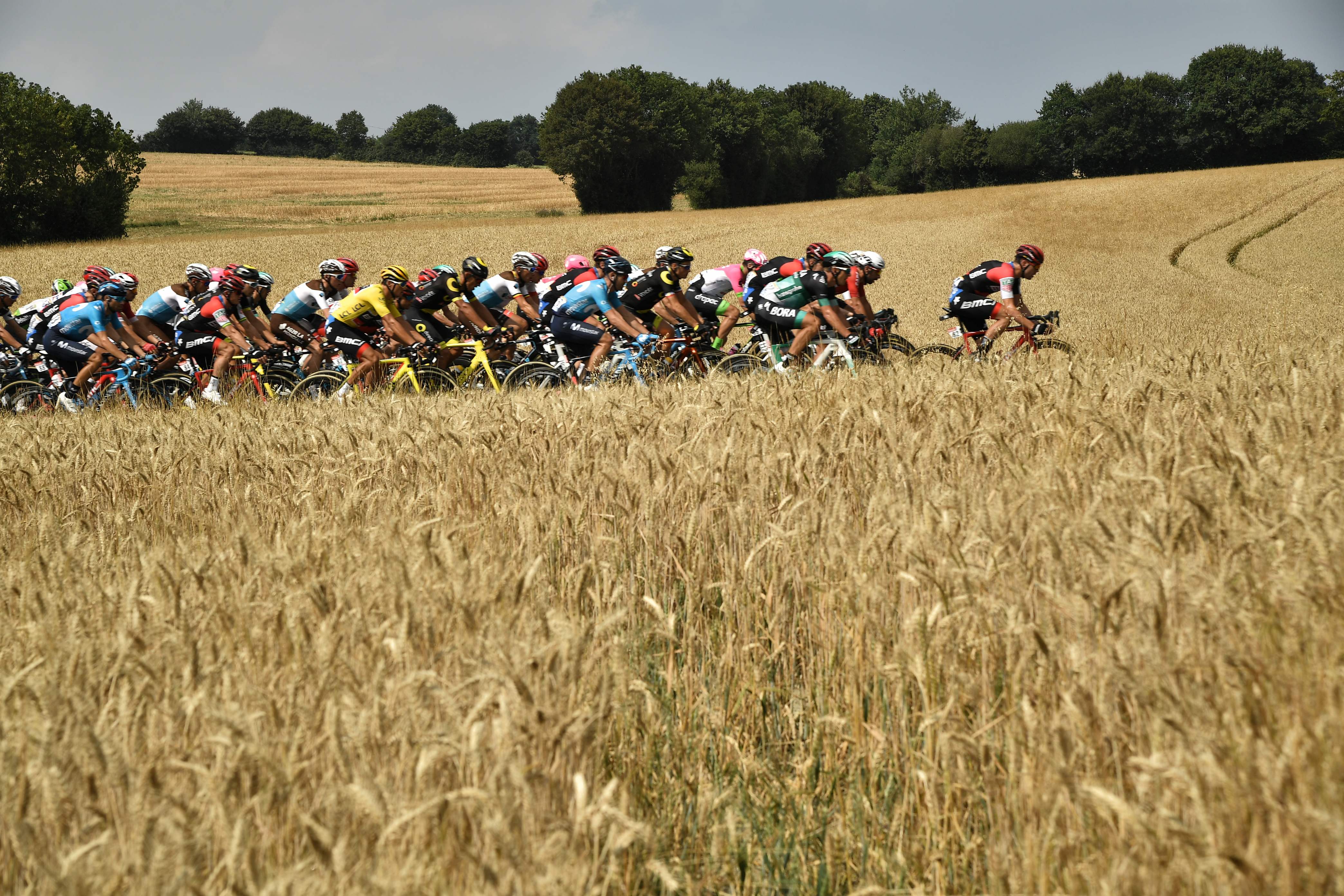 Tour de France riders zoom through a field of wheat