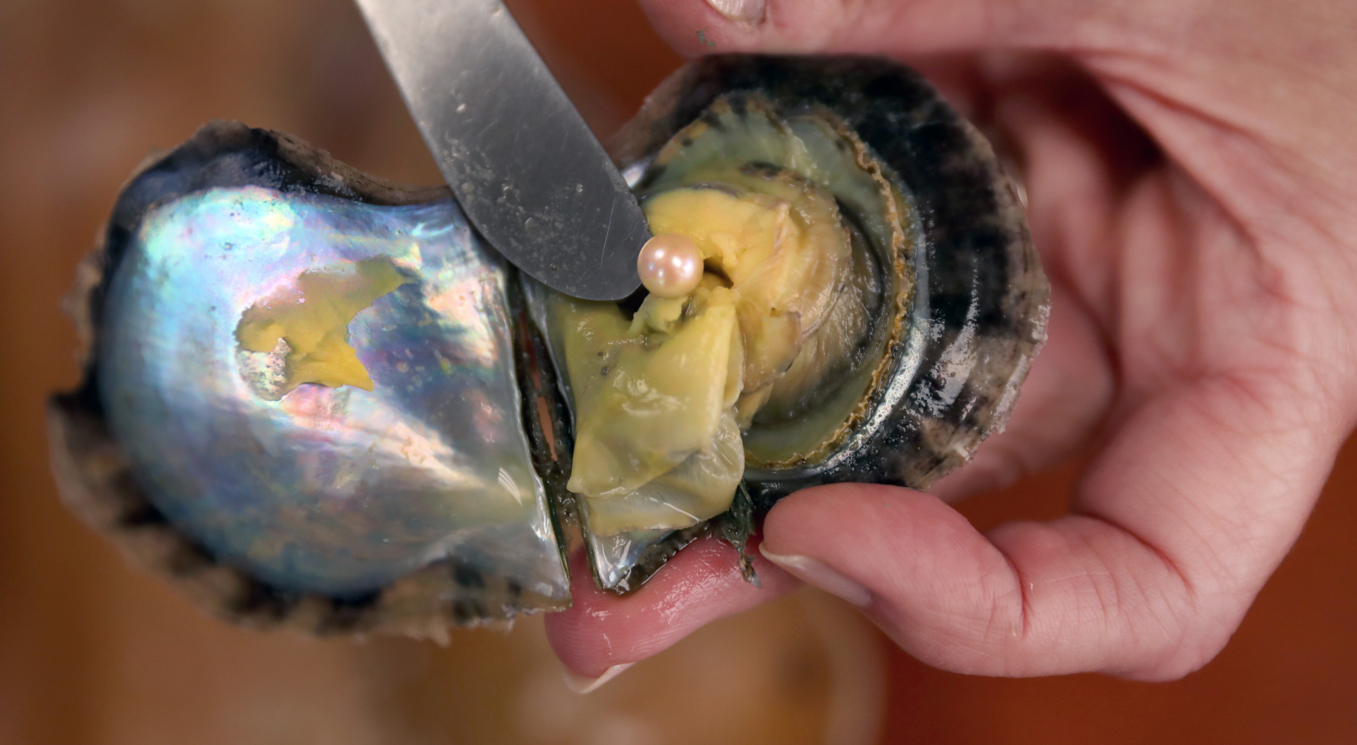 Each oyster is virtually guaranteed to contain a pearl, company representatives promise.