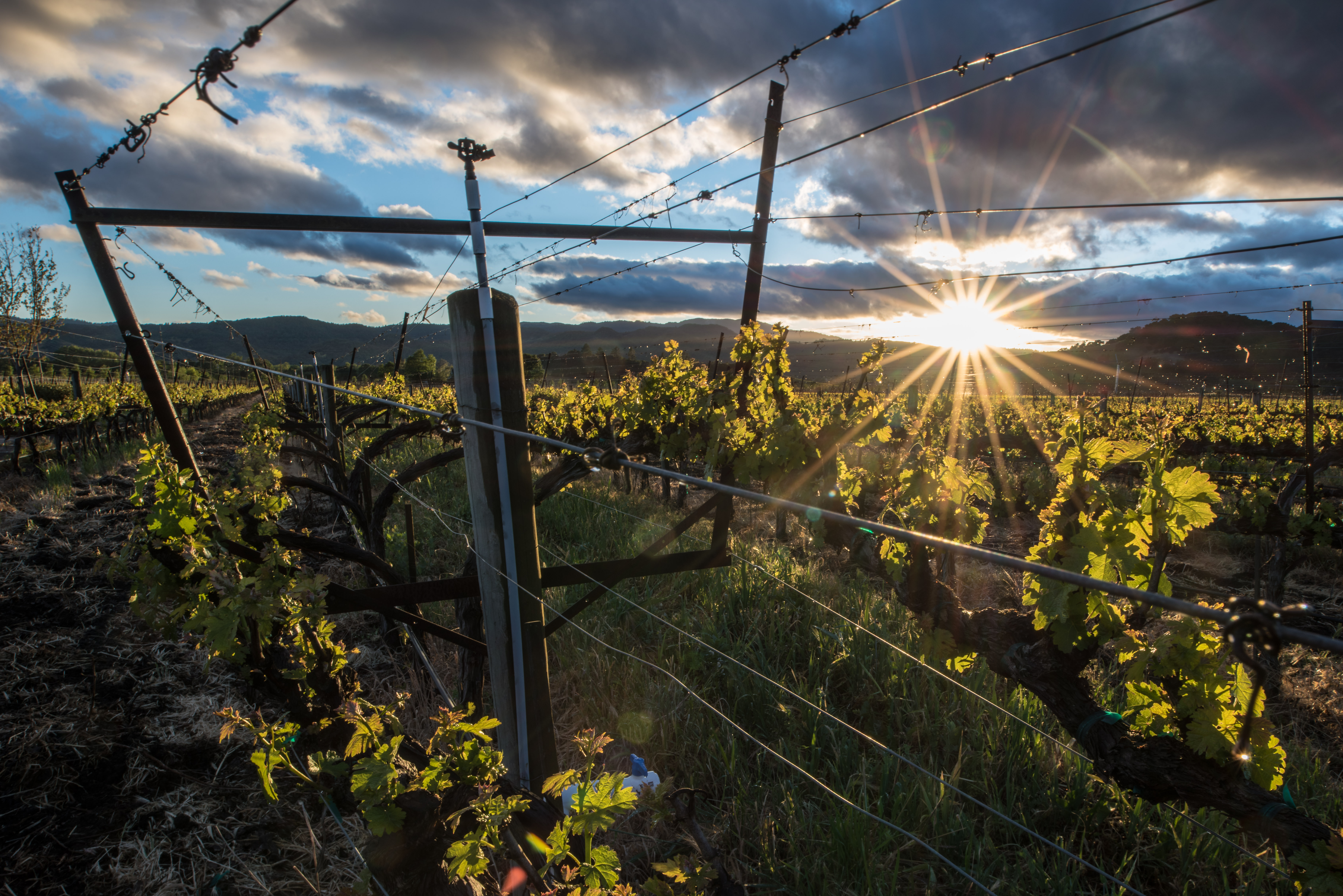 A Napa Valley vineyard at sunset in California.
