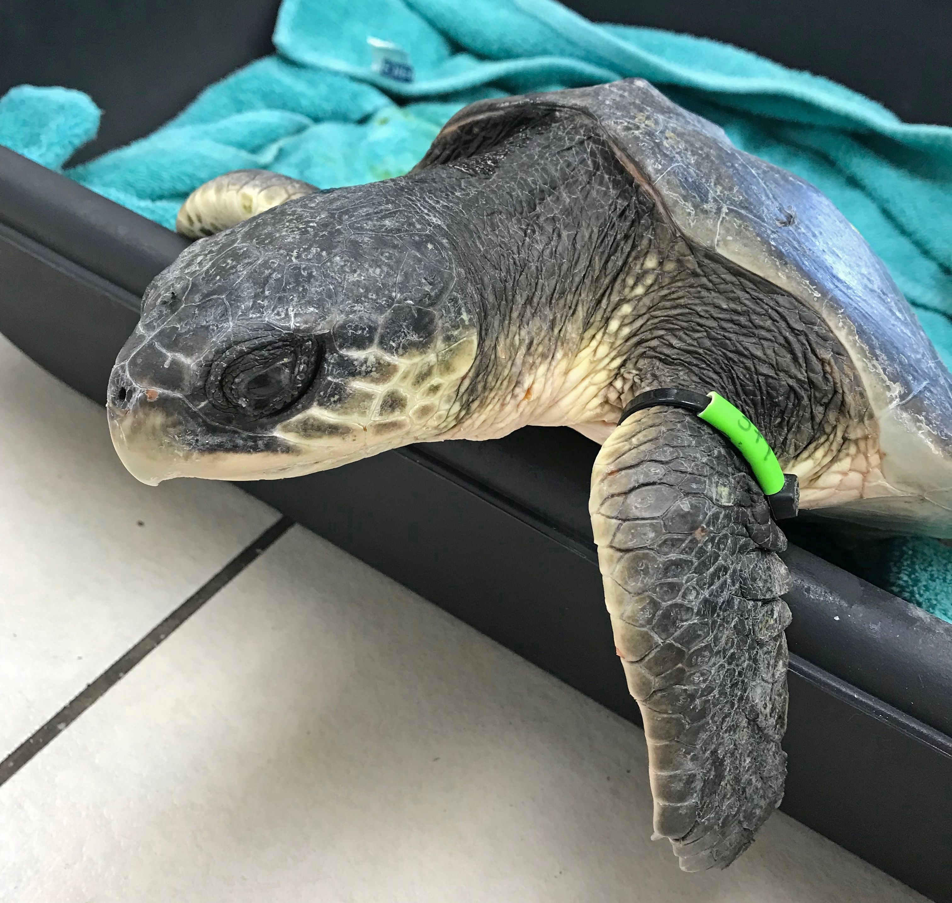 A cold-stunned Kemp's ridley sea turtle attempted to climb out of its tub at the Turtle Hospital in Marathon, Fla.