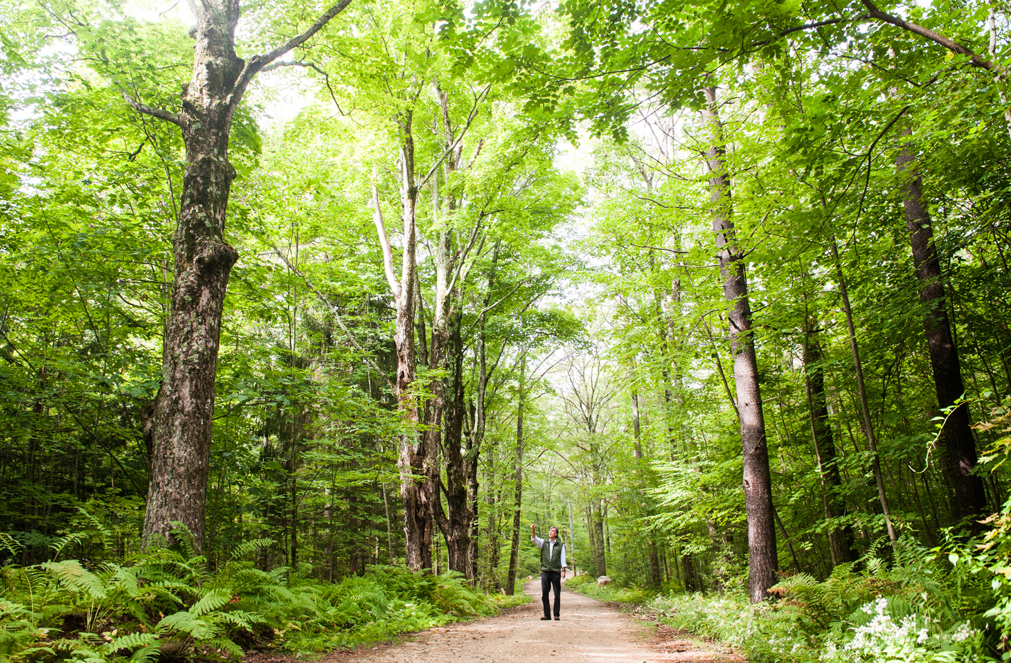 MISSING FROM THE GDP? Natural resources like forests aren’t counted, but cutting them is “activity.”
