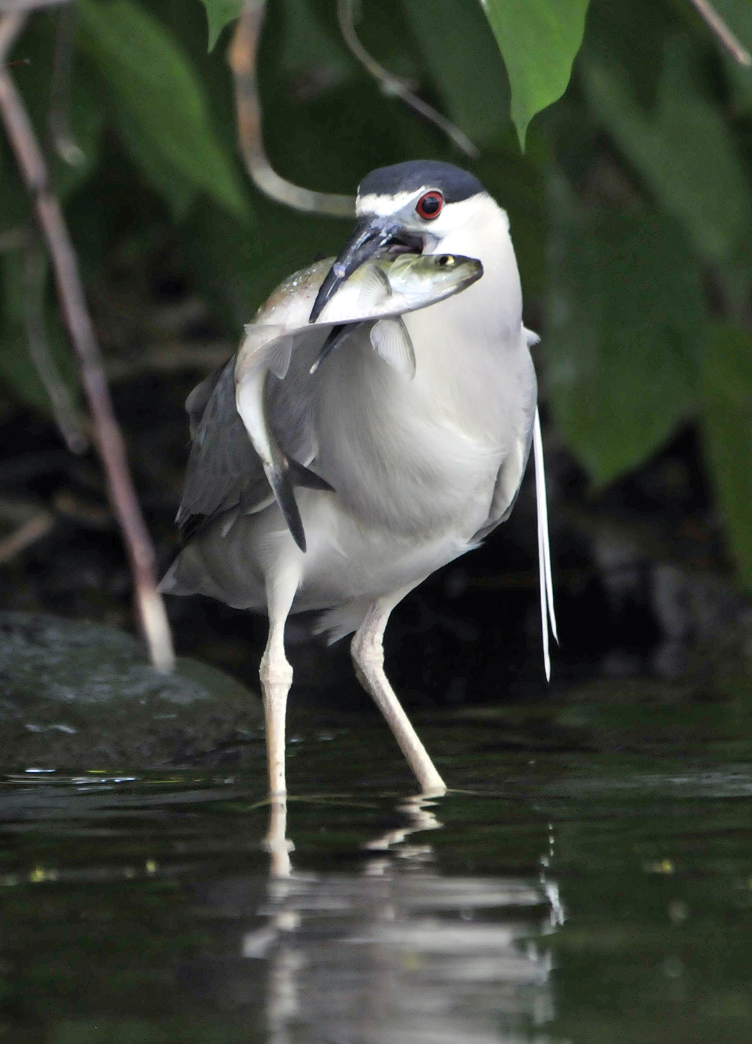 A heron found its meal in the Charles.