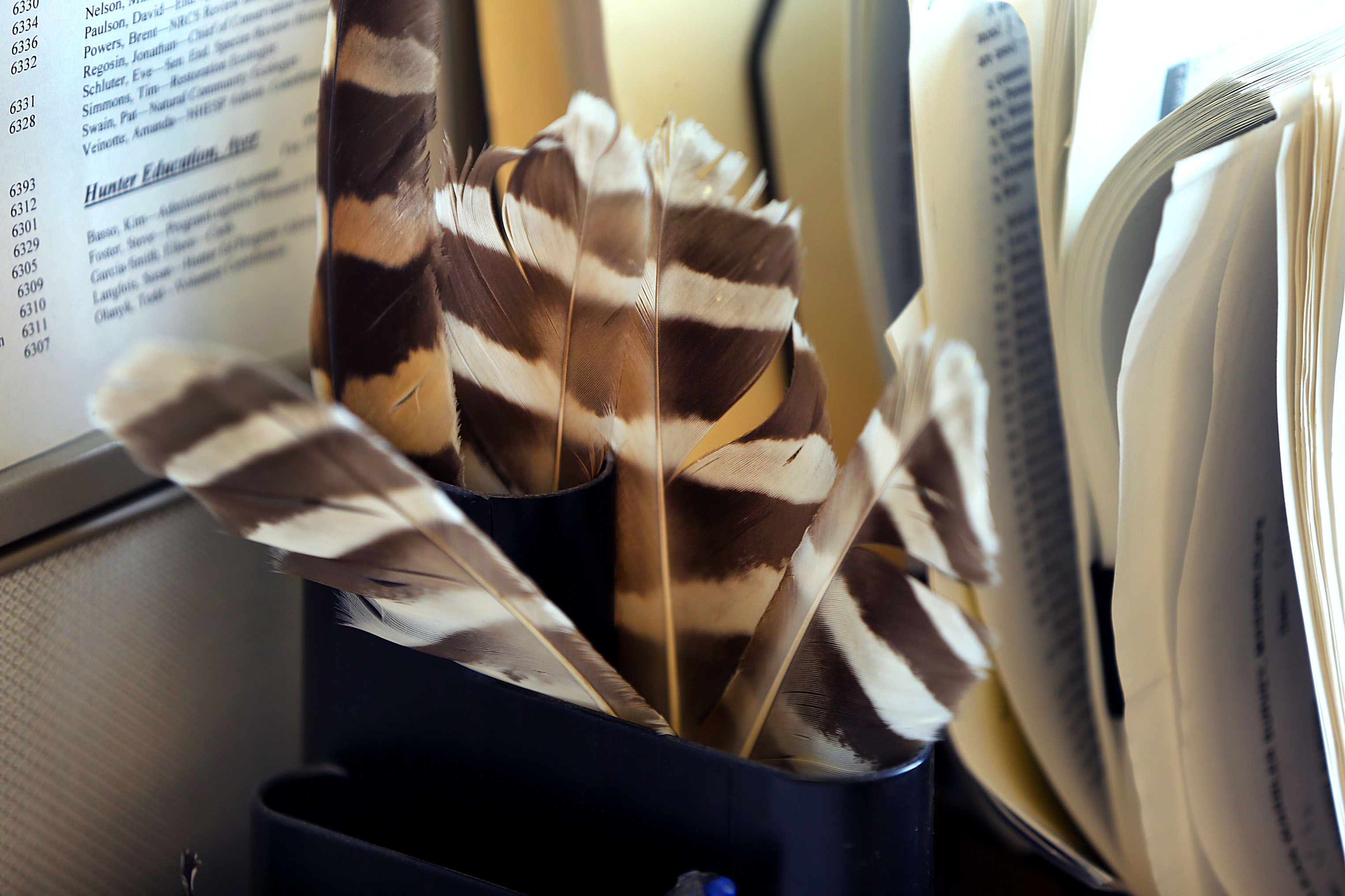 Barred owl feathers adorned Vitz’s desk.