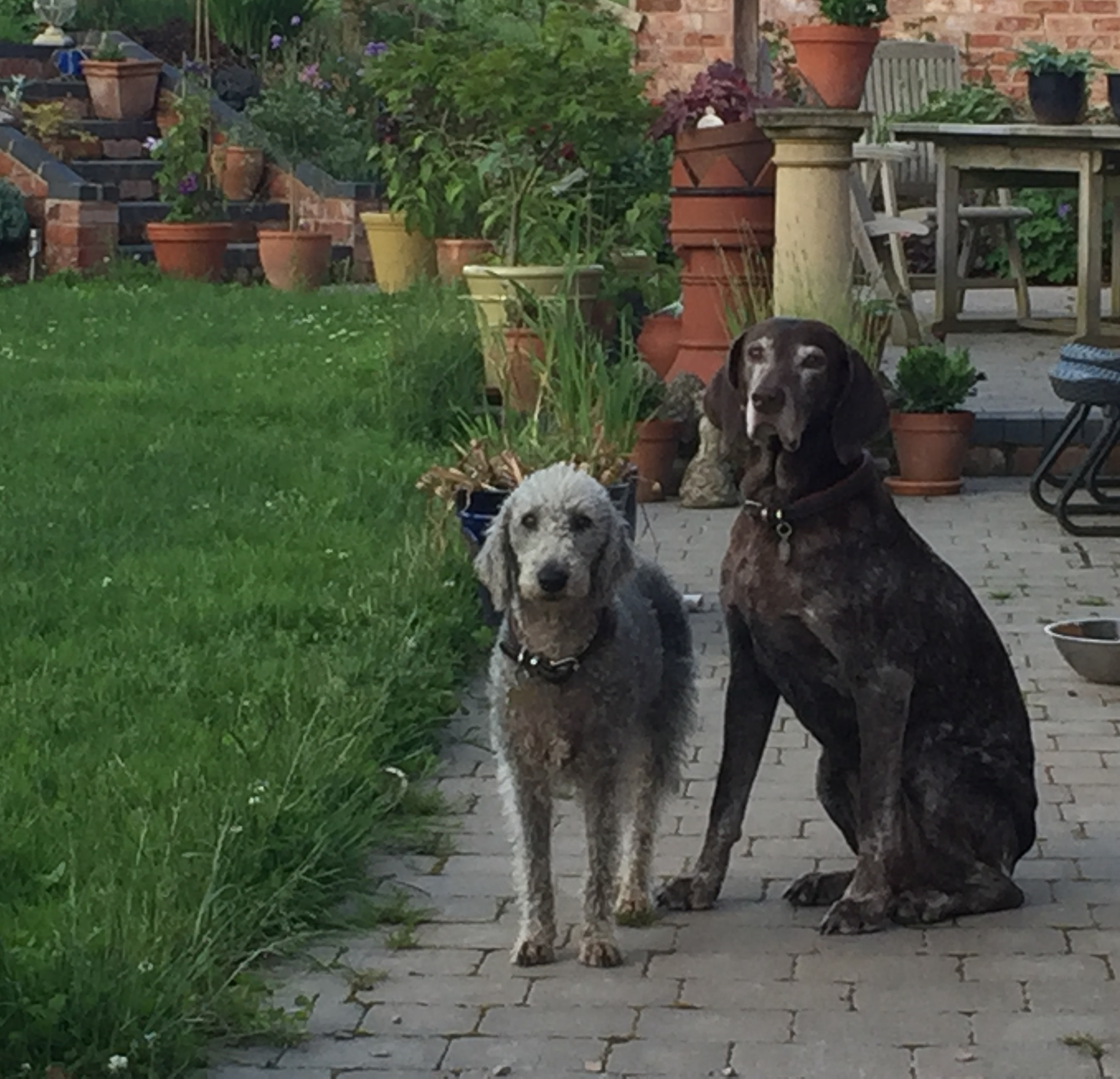 Denise Thorp’s dogs, Ruby and Velvet, in the garden of her home in England.