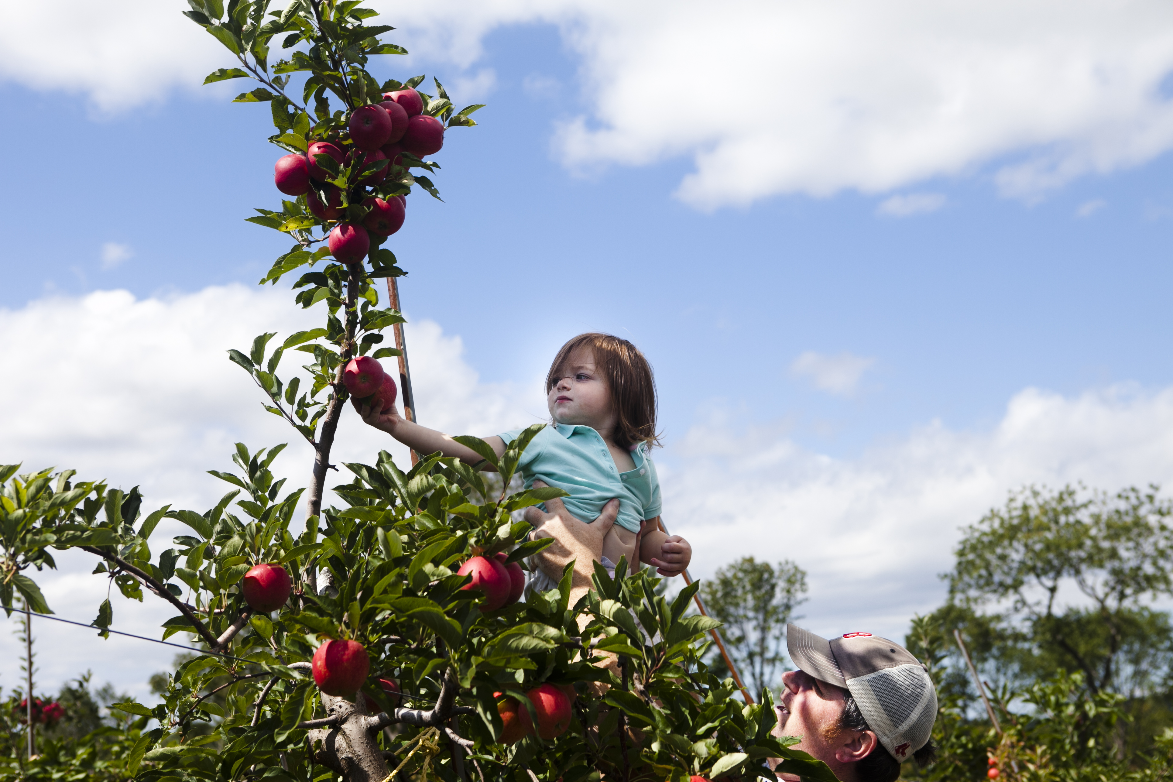 Josh Moriarty of Newburyport lifted his 2-year-old daughter, Maggie, so she could pick an apple at Russell Orchards.