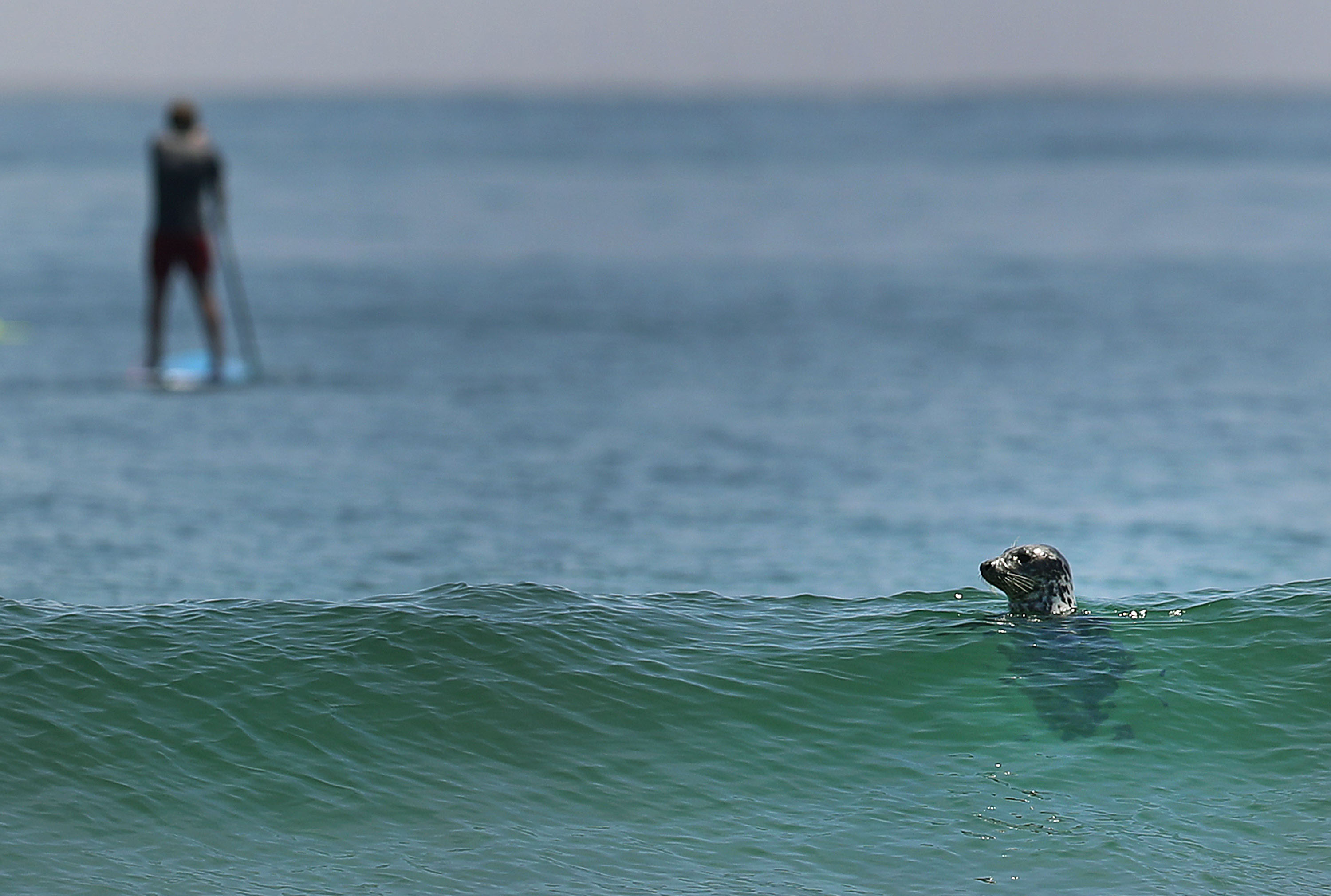 As the climate changes and seals like the one above become more prevalent on Cape beaches, great white sharks are seen more frequently.