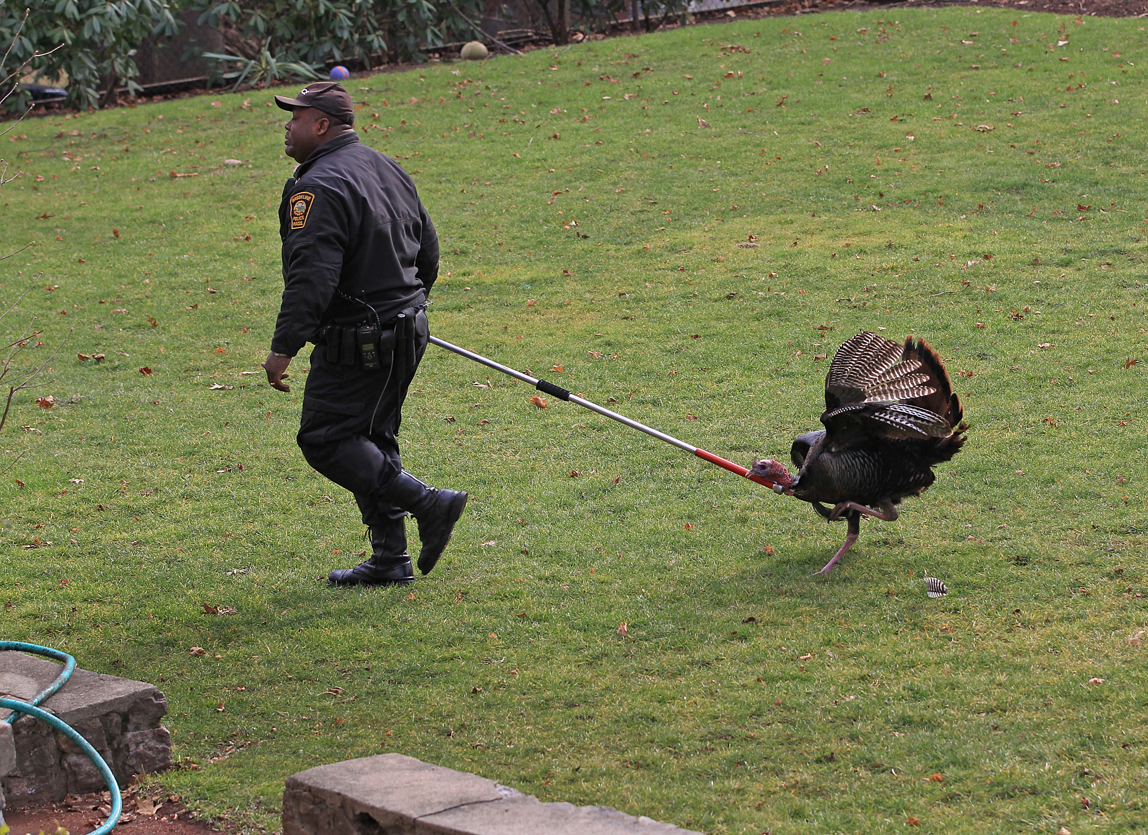 Verrier took the bird into custody.