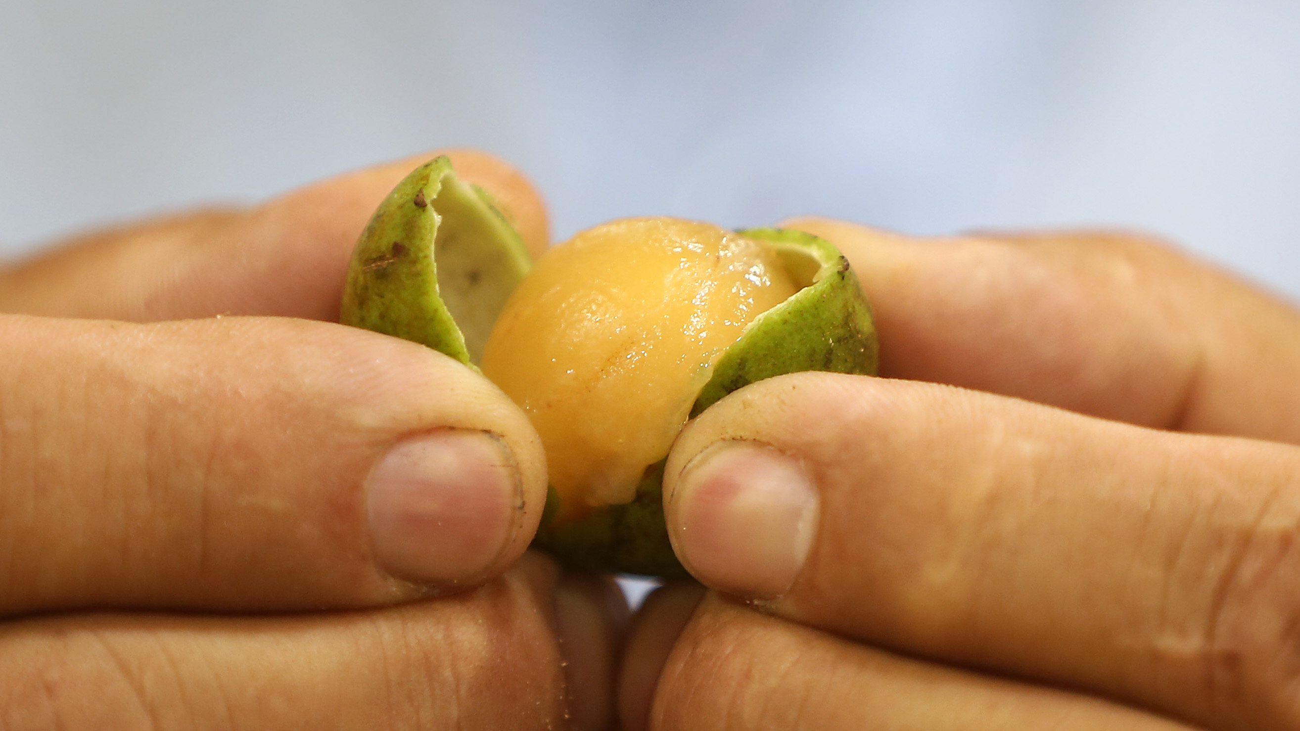 Tropical Foods general manager John Santos held the popular quenepas, or Spanish lime, brought in from the Dominican Republic.