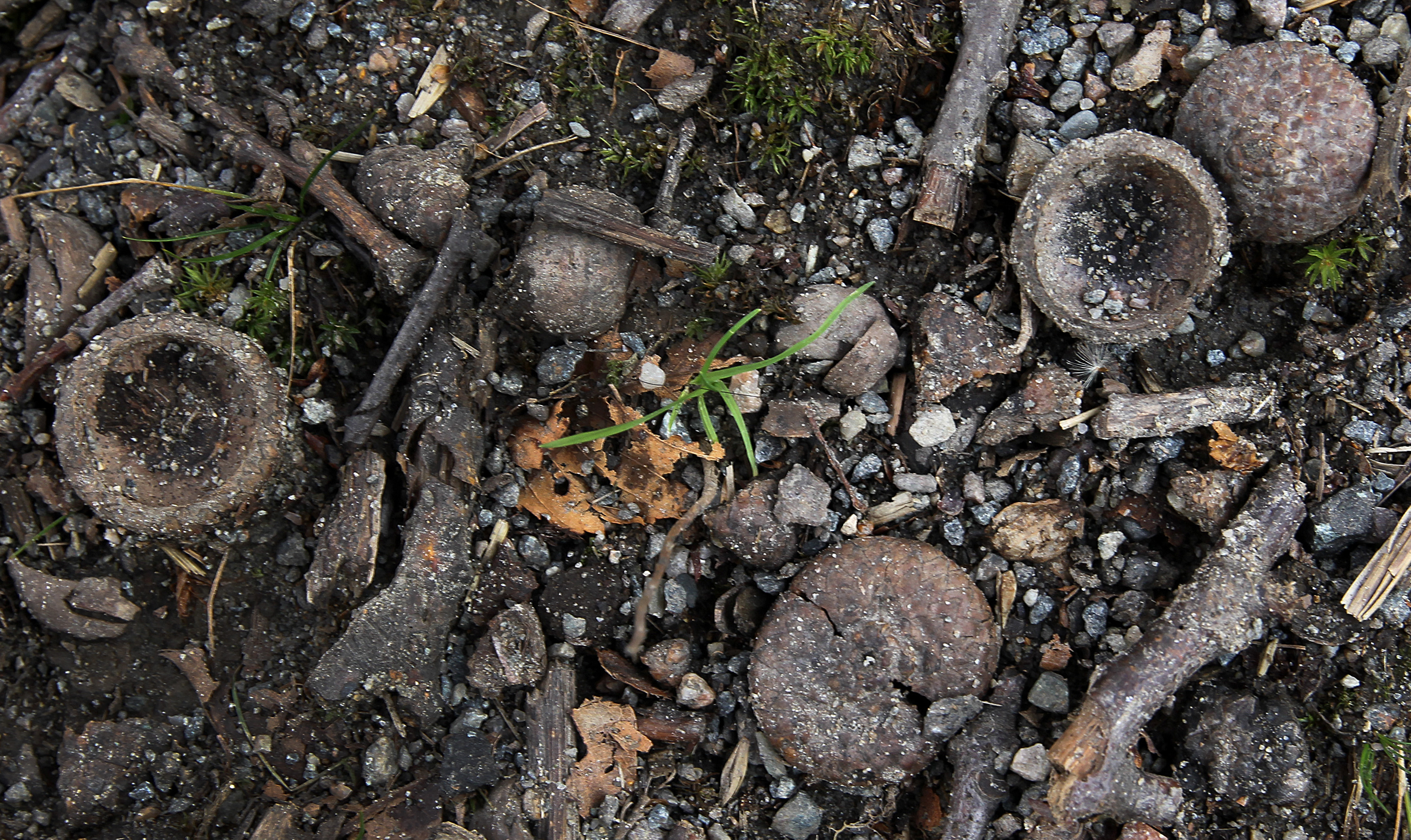 Along the Muddy River near Longwood Avenue, two years after one of the largest bumper crops of acorns, there are next to none this year.