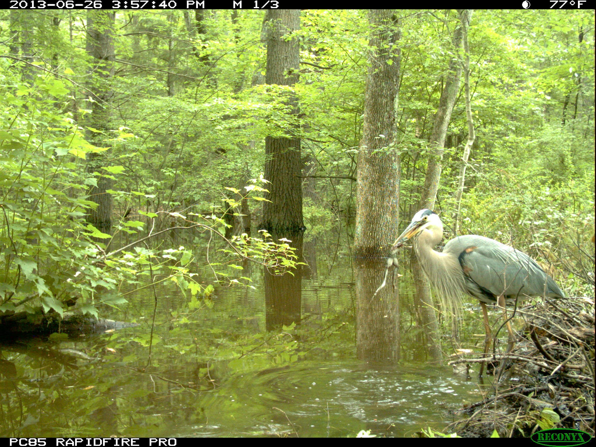 A Great Blue Heron makes a meal of a frog on camera.