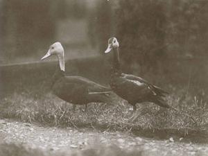A pair of pink-headed ducks at Foxwarren Park in England in 1926.