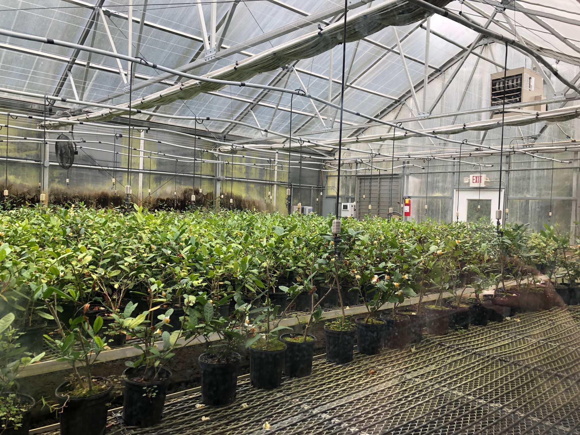 Tea plants in the greenhouse at the Charleston Tea Plantation