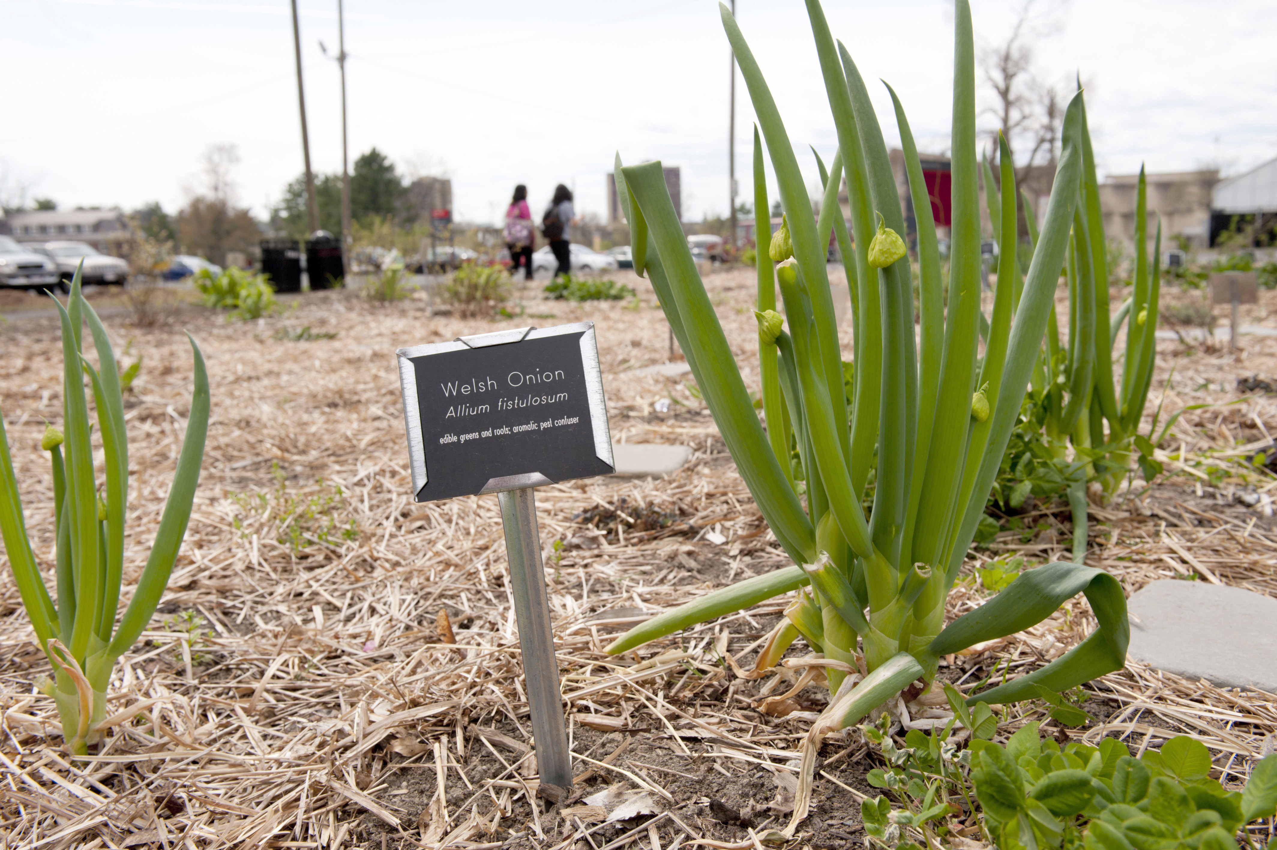 Welsh onions grow where a parking lot was planned.