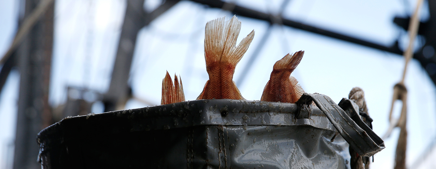 A basket of fish unloaded off a boat owned by Rafael in New Bedford.