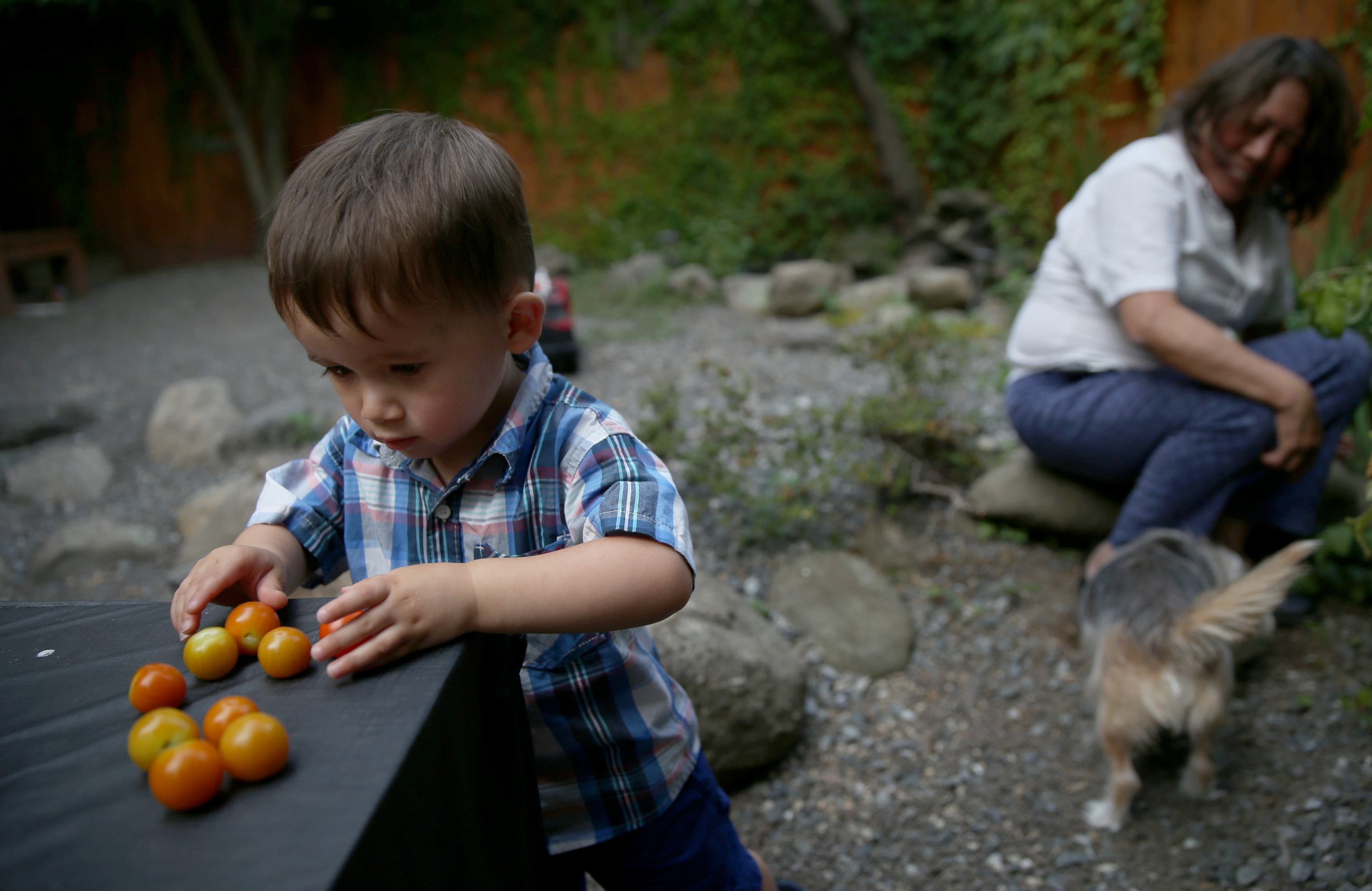 James collects tomatoes with his grandmother.