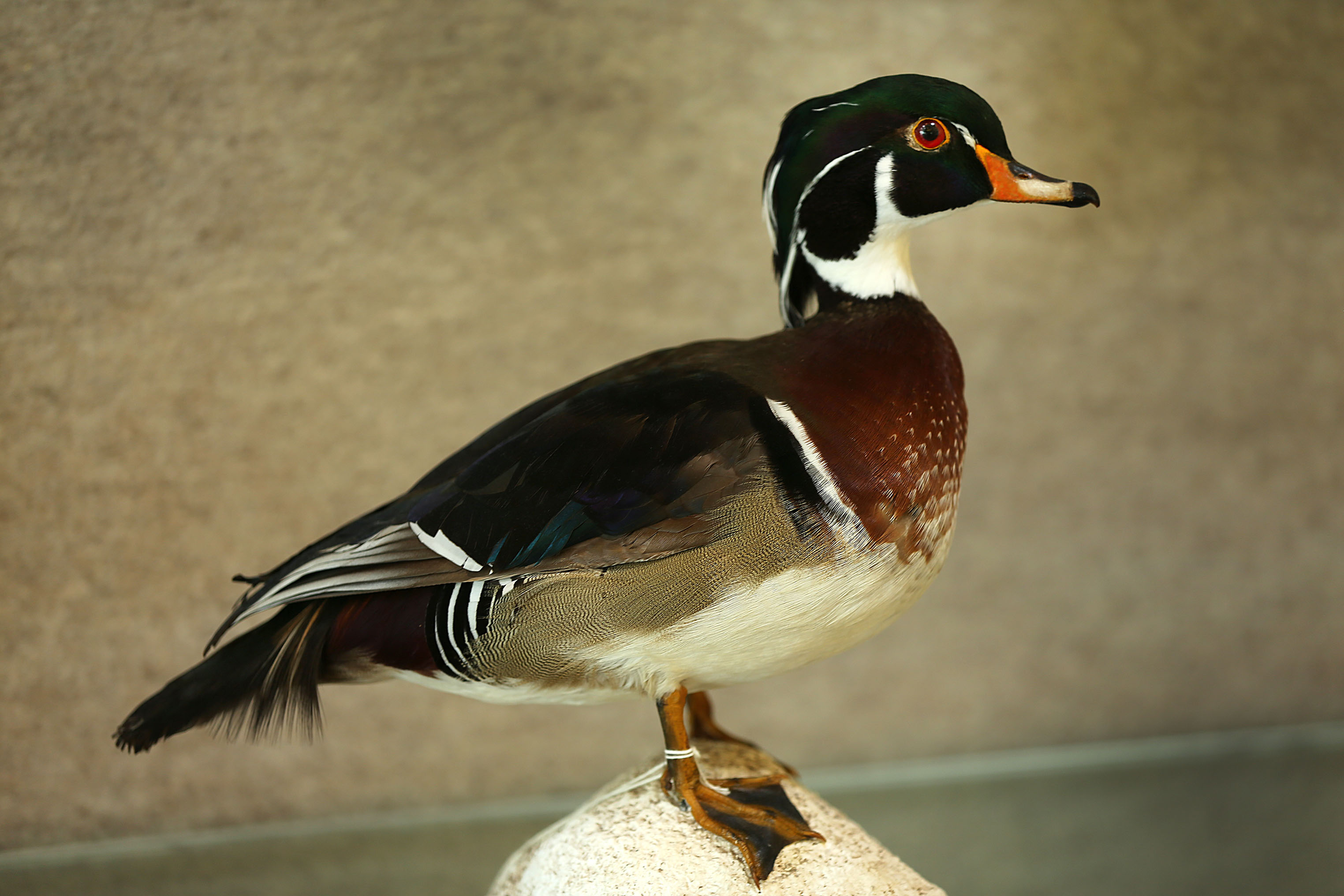 A wood duck is displayed in the lobby at the Division of Fisheries and Wildlife.