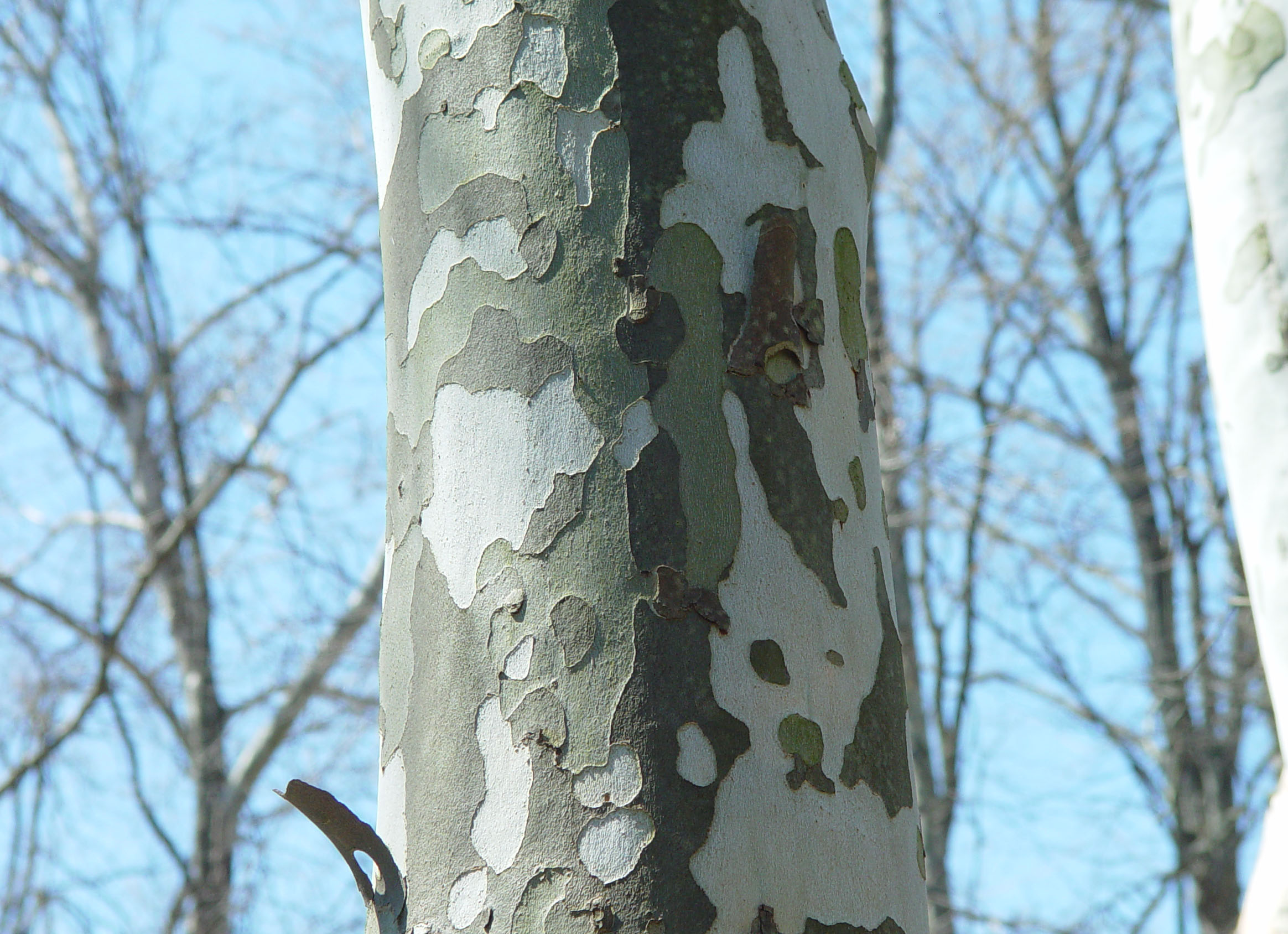 The American sycamore.