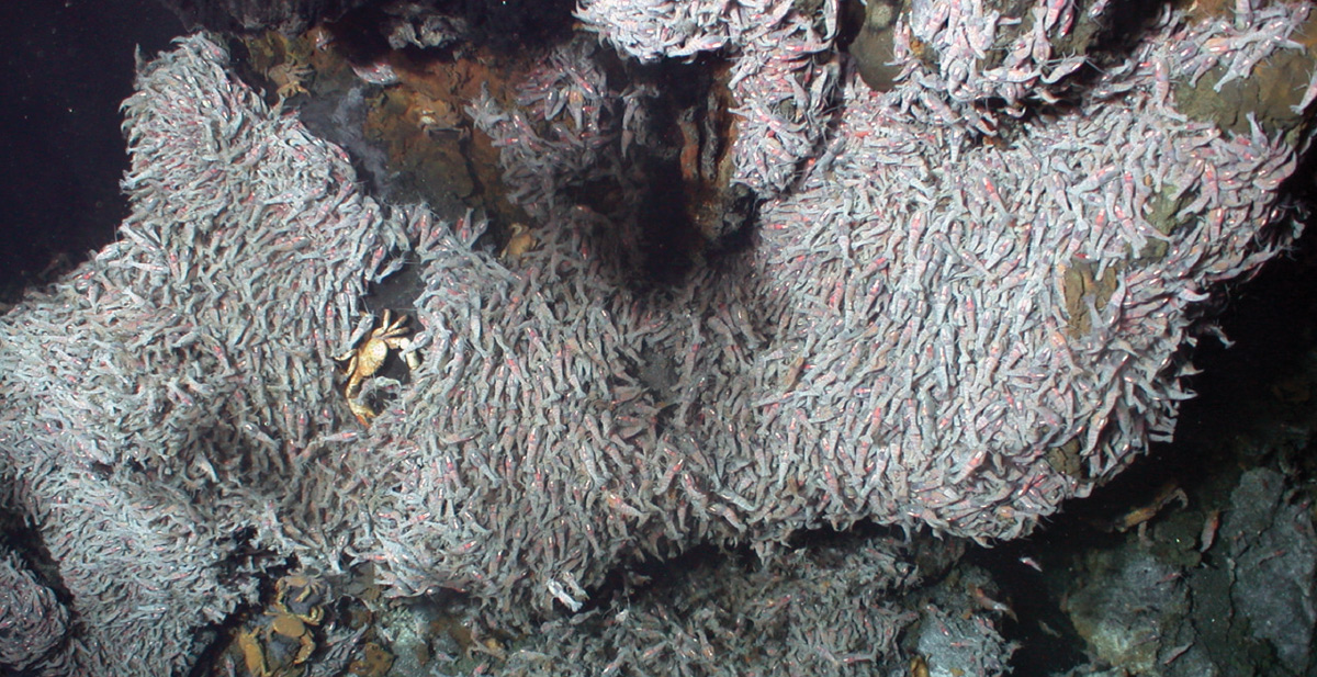 Shrimp from the Trans-Atlantic Geotraverse vent field.