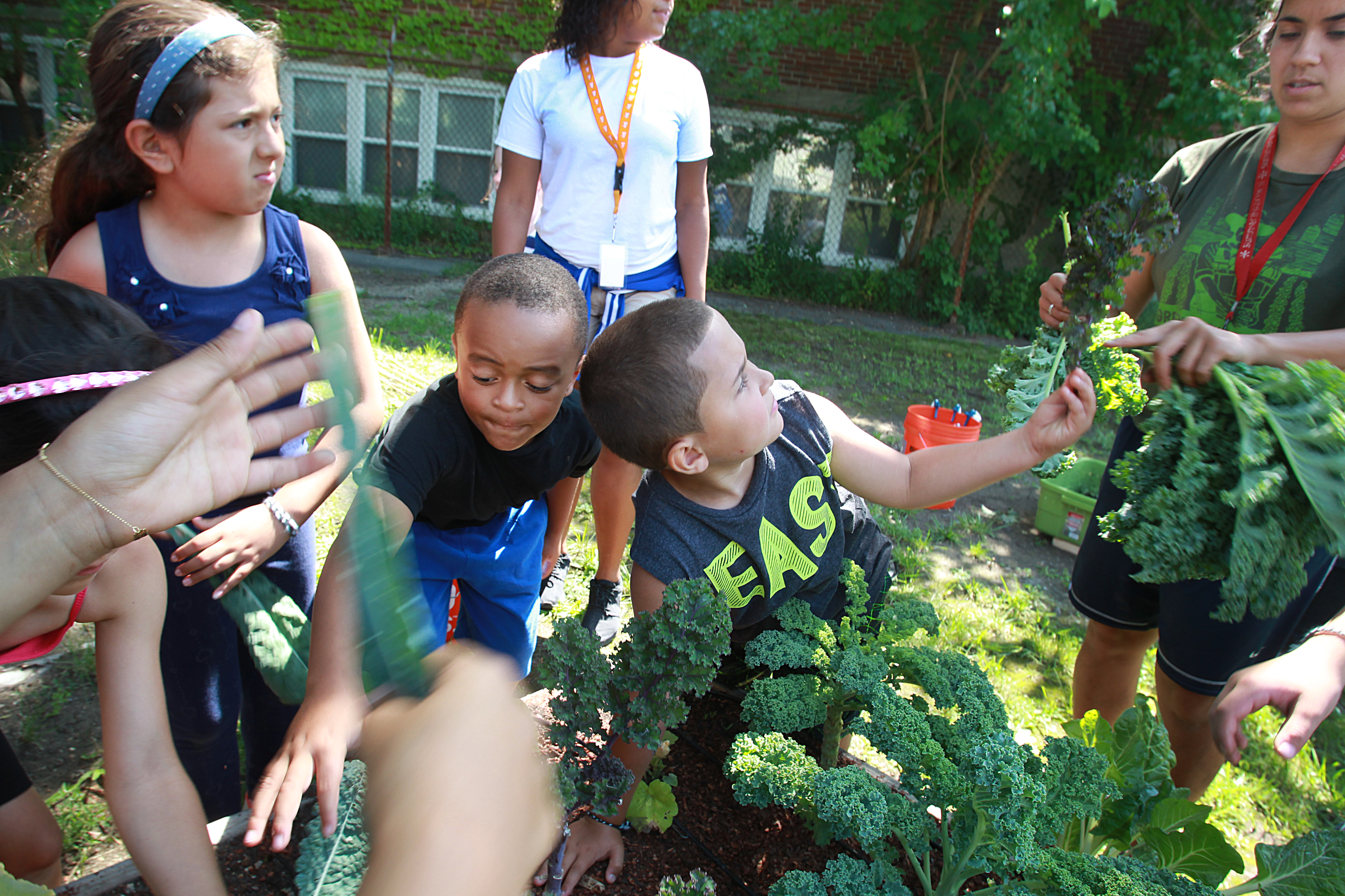 Manny Santiago and Jacen Arbelo pick kale for their pesto.