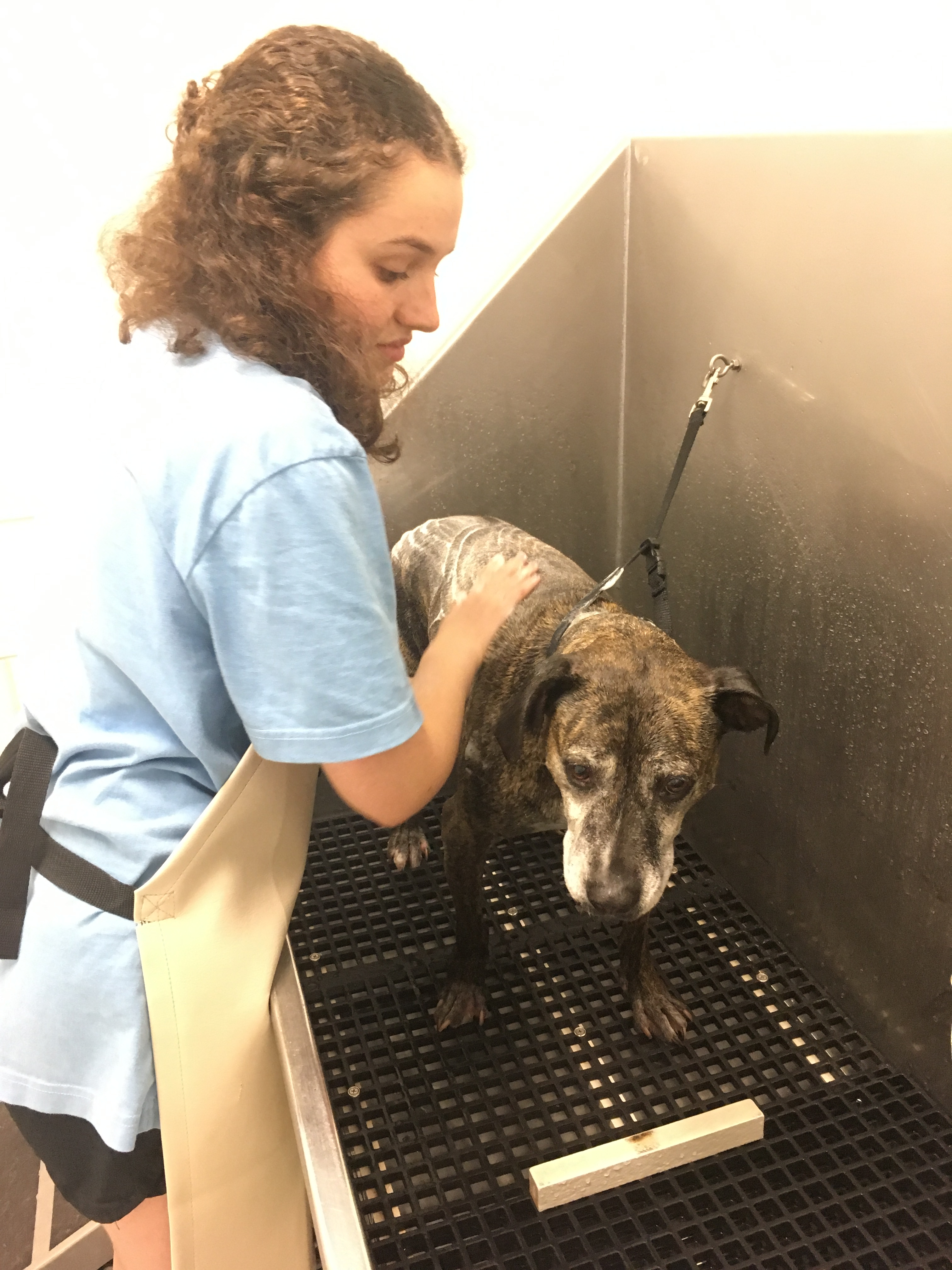 After one of the year’s least picture-perfect moments, Holly West scrubbed skunk spray off the family dog.