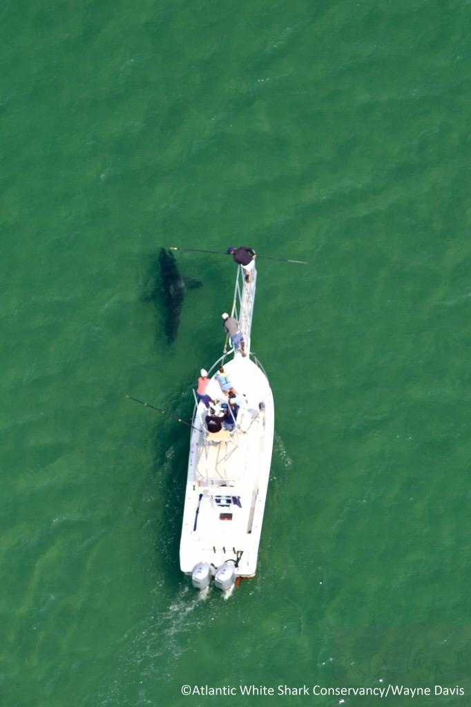 A female shark named Avery was the first great white to be tagged off Cape Cod this season.
